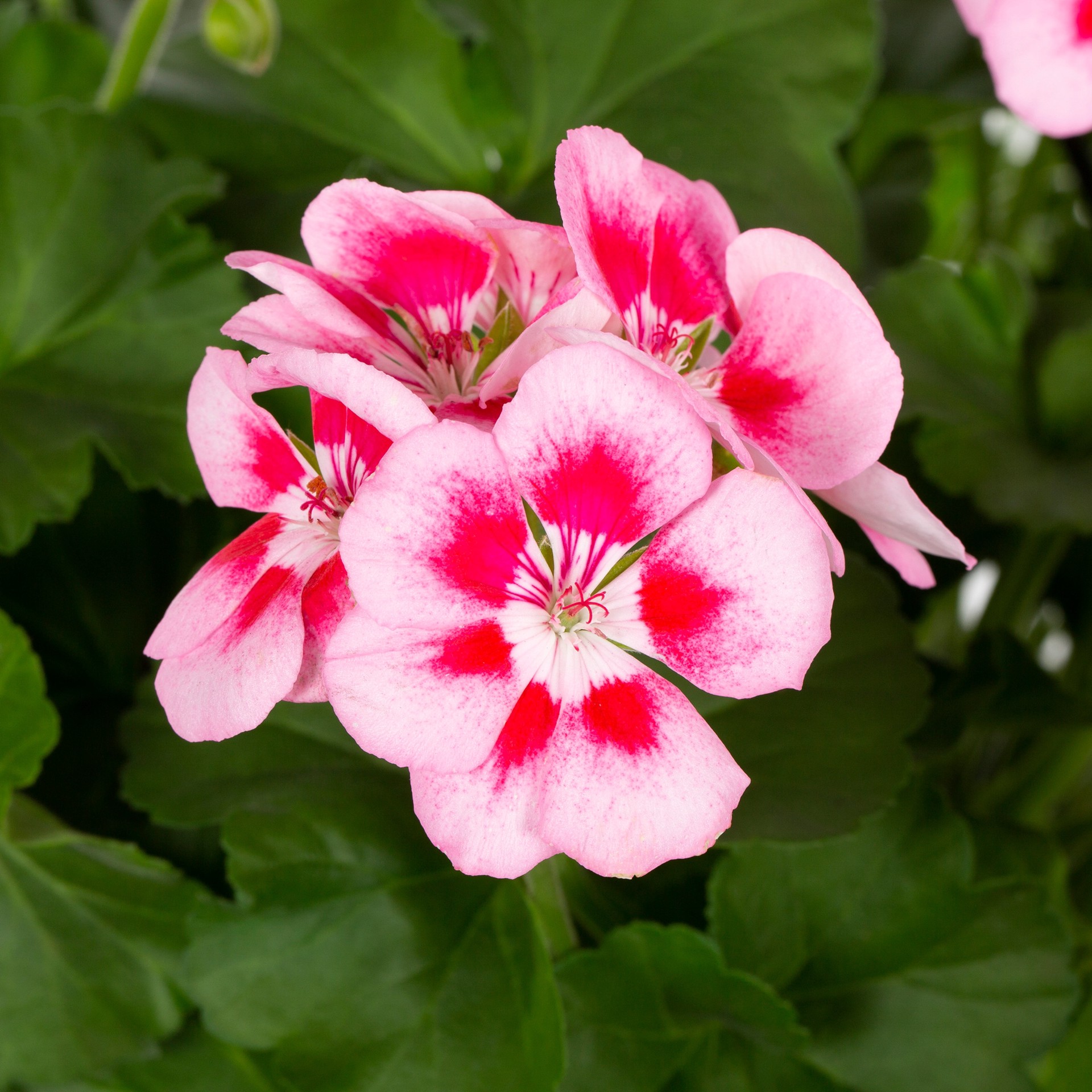slide 6 of 6, Lowe's Multicolor Zonal Geranium in 1.5 Gallon(s) Hanging basket 1 -Pack, 1 ct