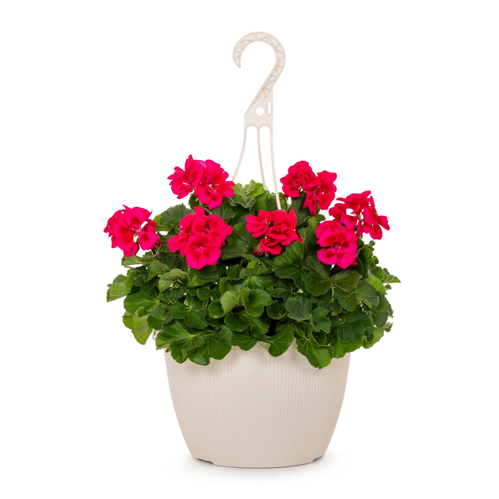 slide 1 of 6, Lowe's Multicolor Zonal Geranium in 1.5 Gallon(s) Hanging basket 1 -Pack, 1 ct