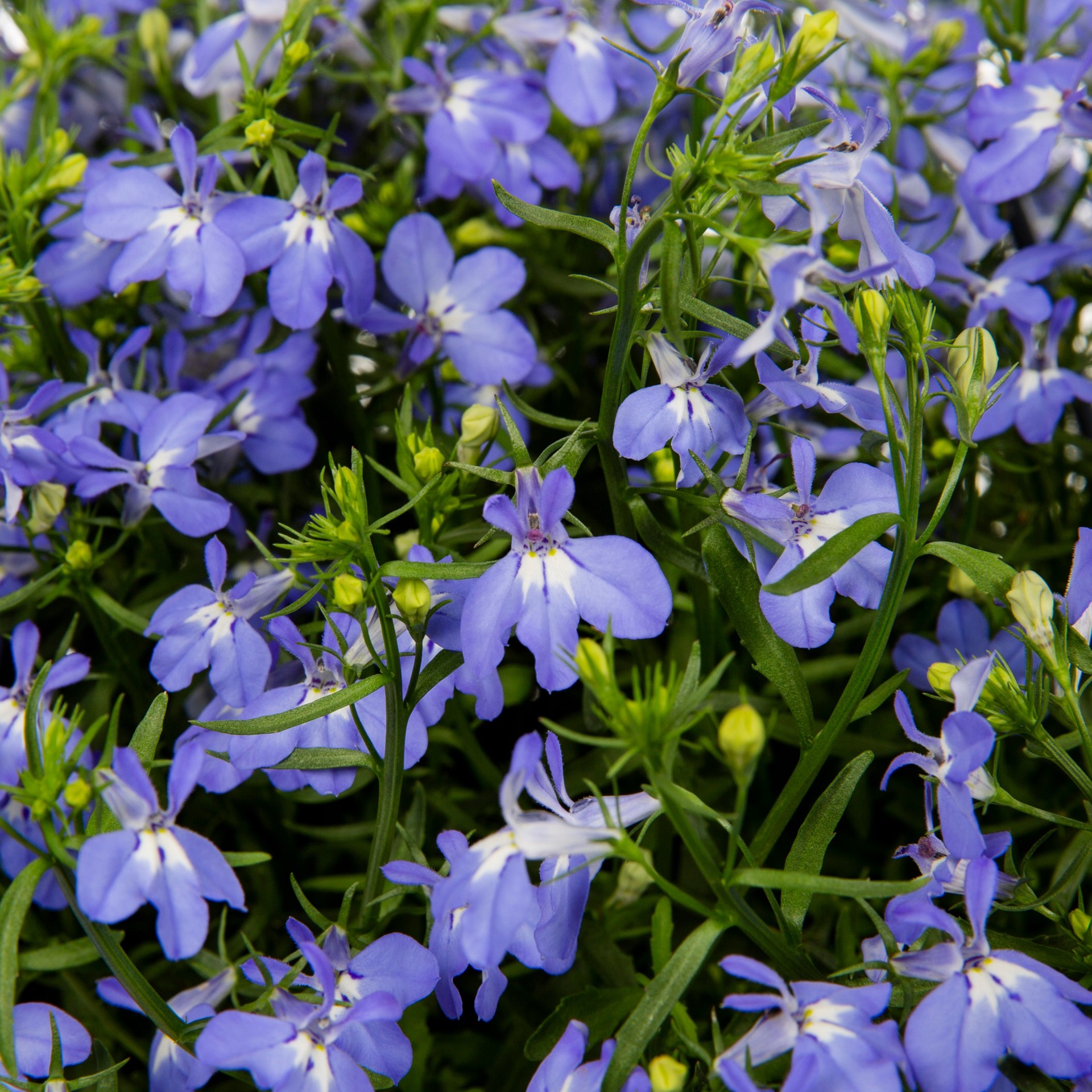 slide 2 of 2, Lowe's Multicolor Lobelia in 1.5 Gallon(s) Hanging basket, 1 ct