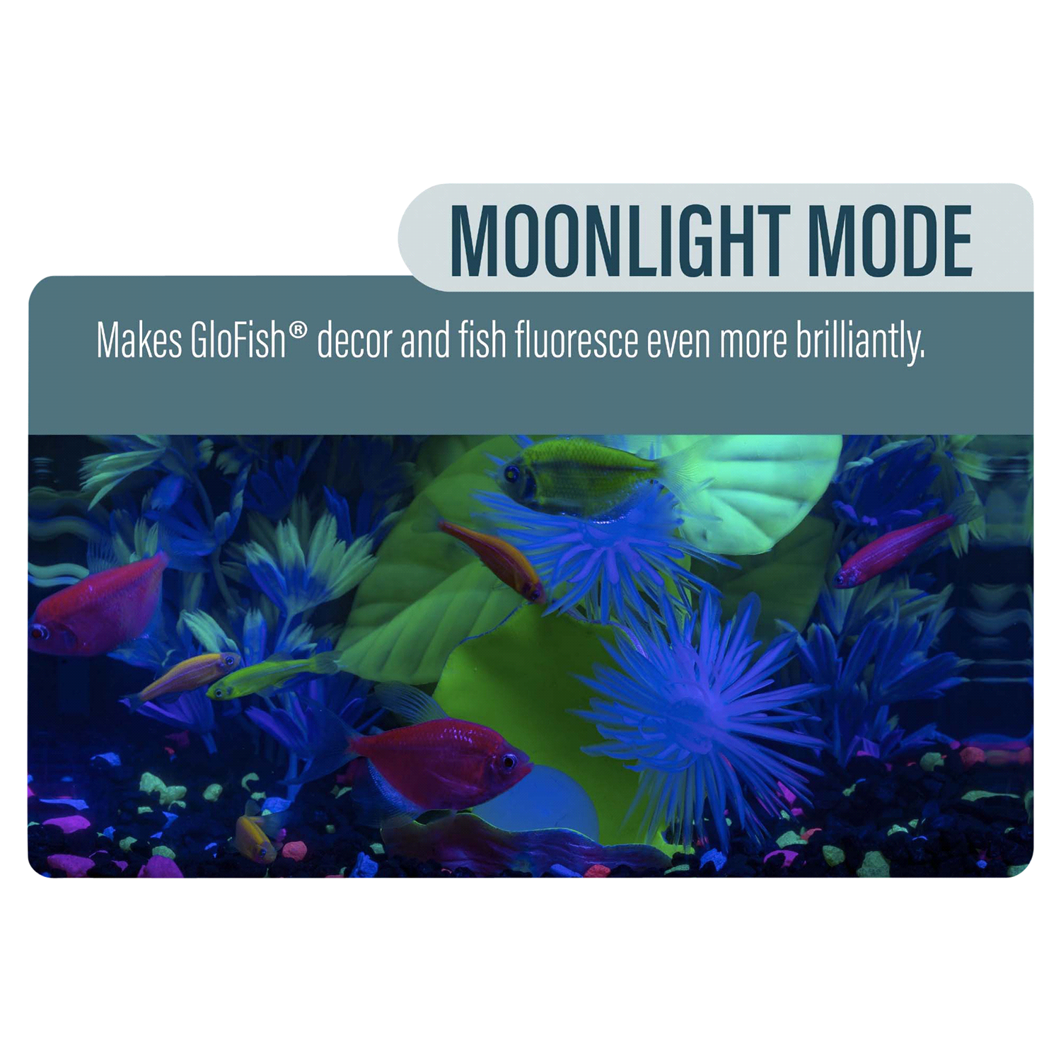 slide 4 of 5, Tetra GloFish Aquarium Kit, 5 gal