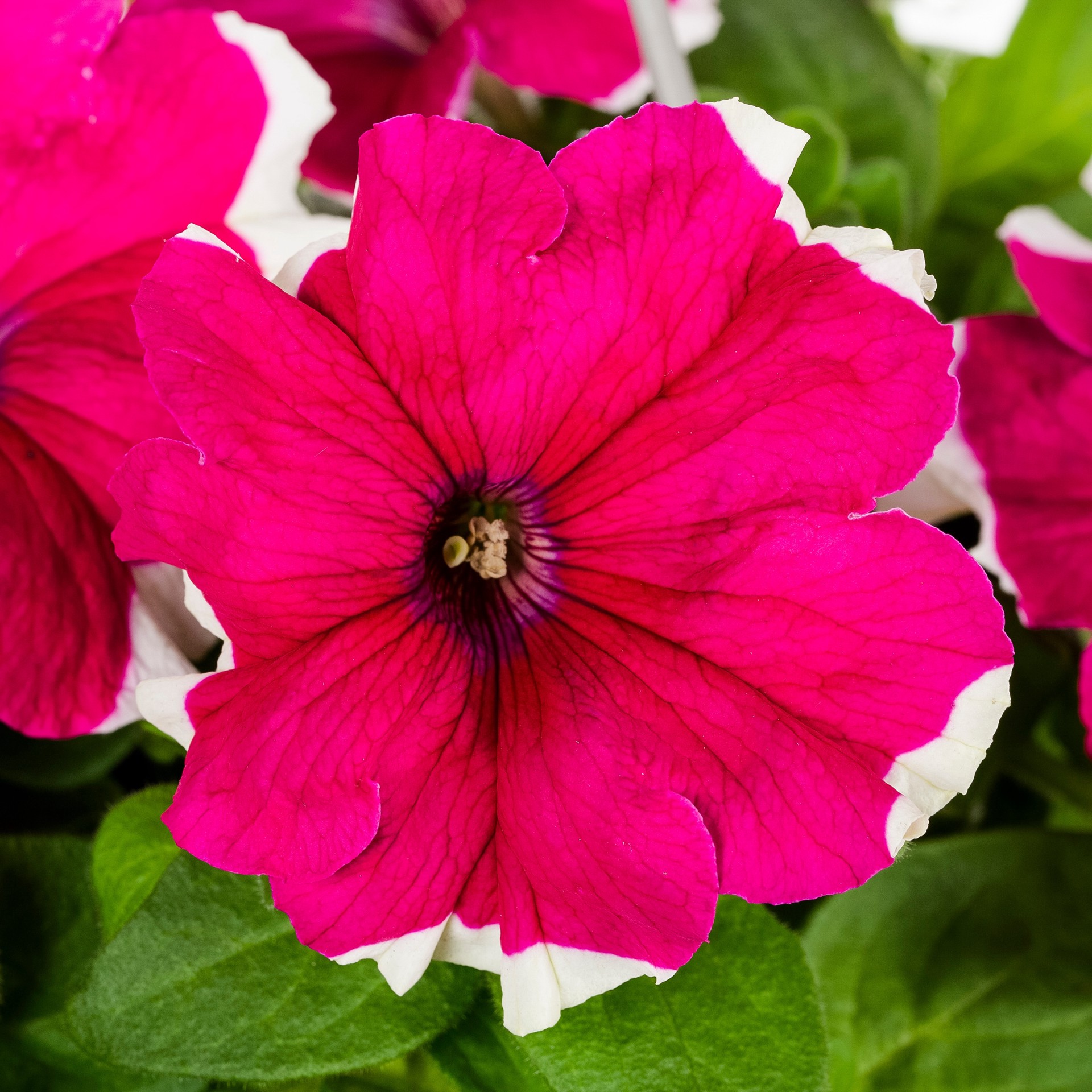 slide 2 of 6, Lowe's Multicolor Petunia in 1.5-Gallon (s) Hanging Basket, 1 ct