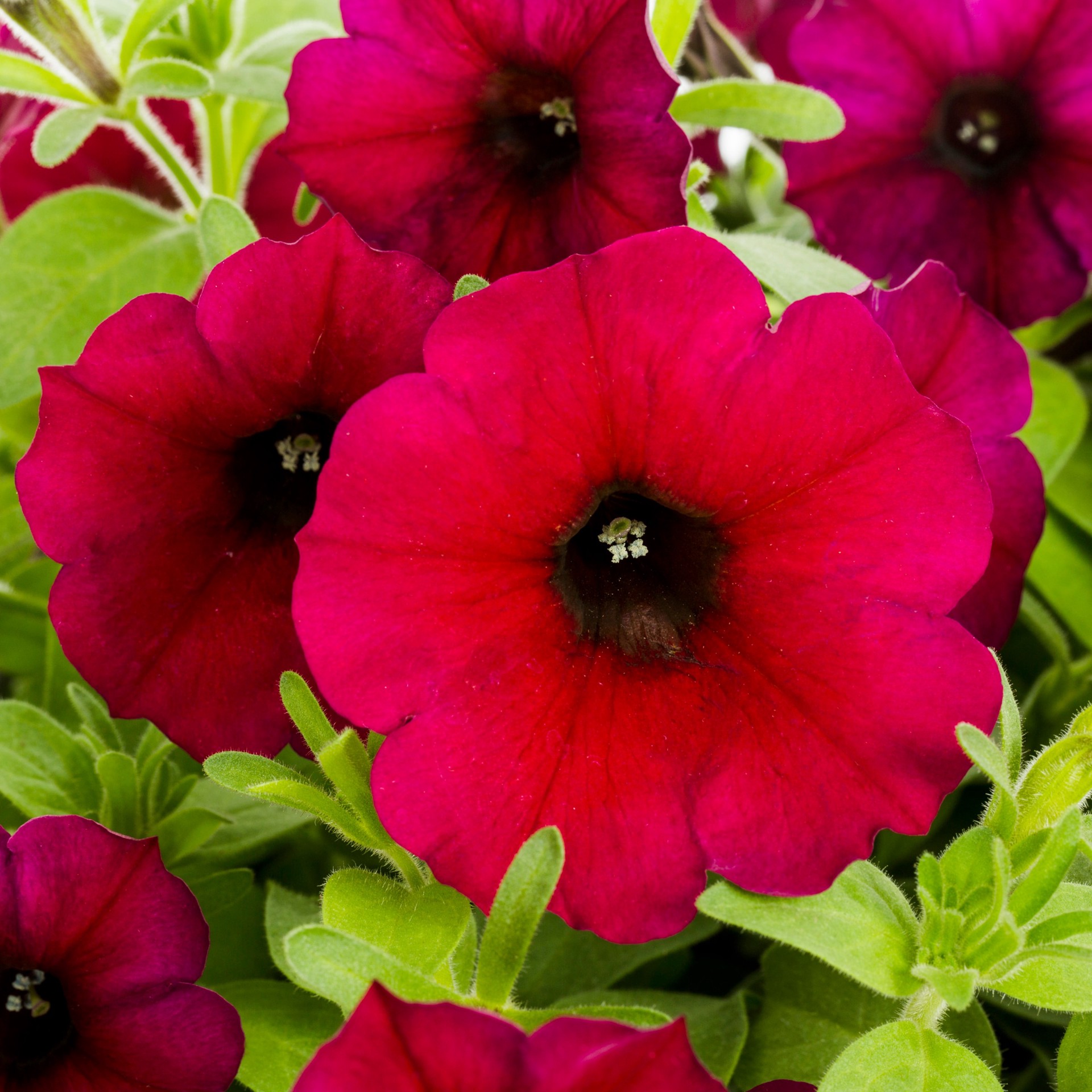 slide 4 of 6, Lowe's Multicolor Petunia in 1.5-Gallon (s) Hanging Basket, 1 ct