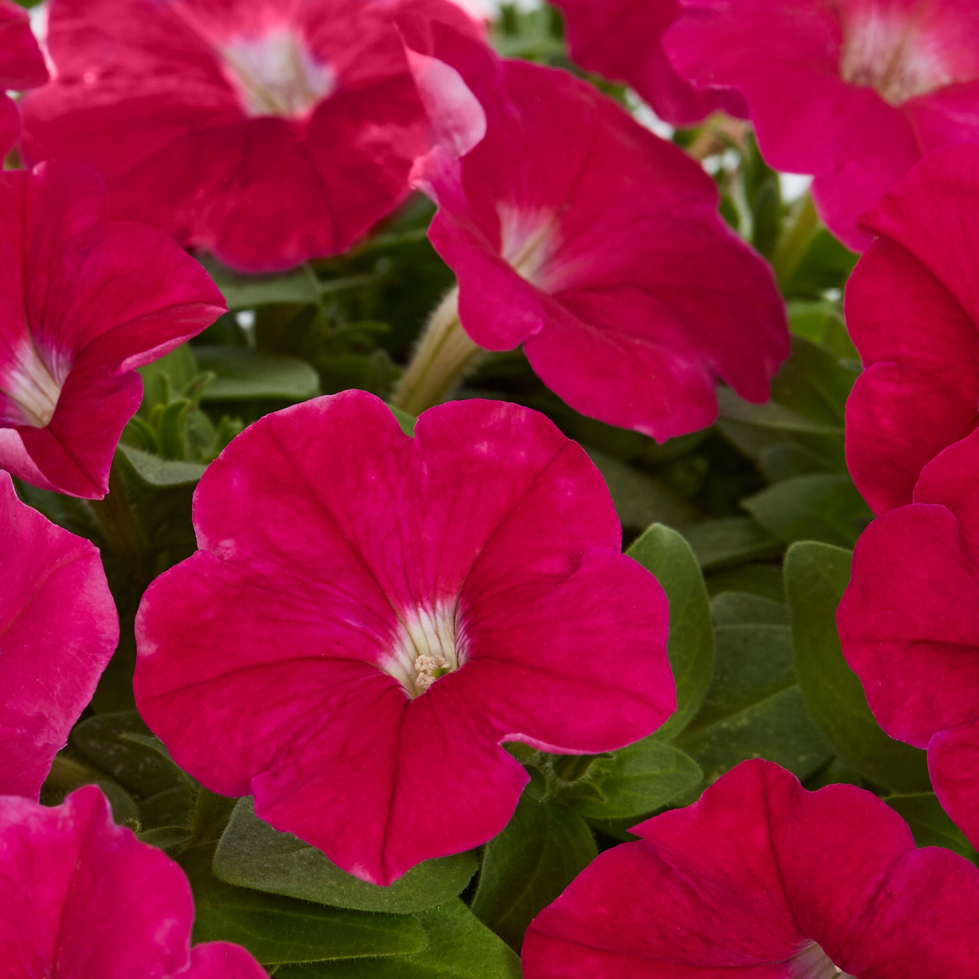 slide 2 of 6, Lowe's Multicolor Petunia in 12-Pack Tray, 1 ct