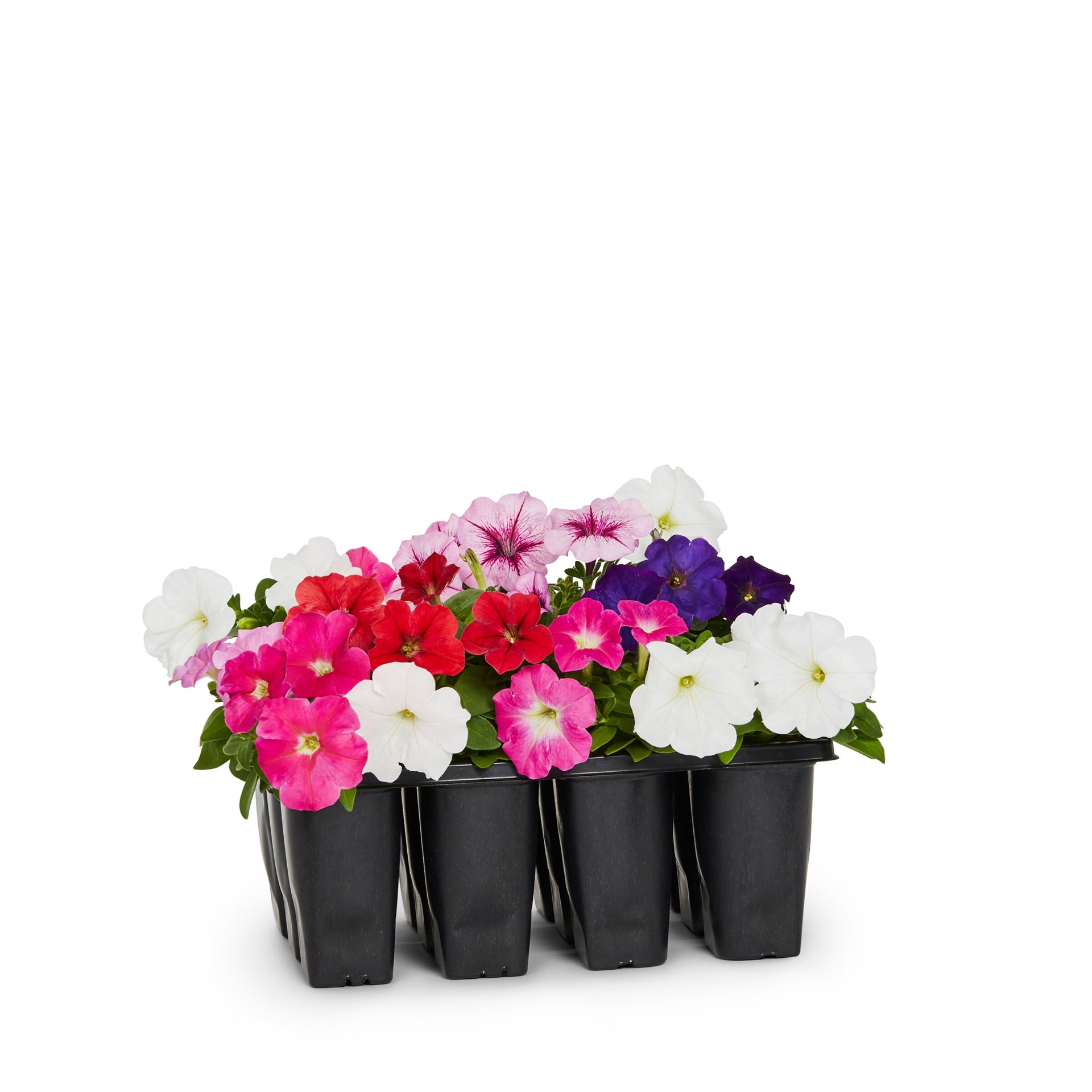 slide 3 of 6, Lowe's Multicolor Petunia in 12-Pack Tray, 1 ct
