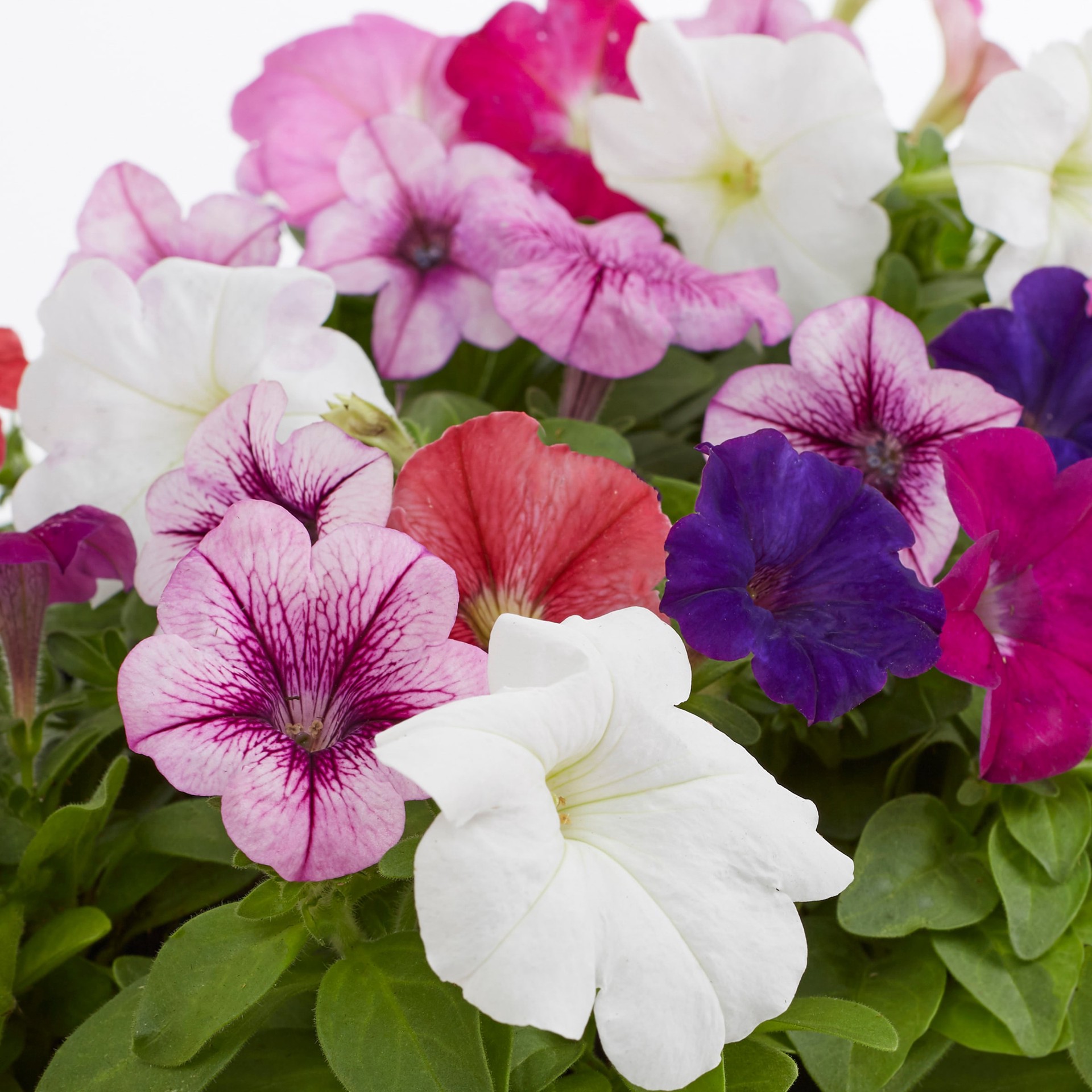 slide 4 of 6, Lowe's Multicolor Petunia in 12-Pack Tray, 1 ct