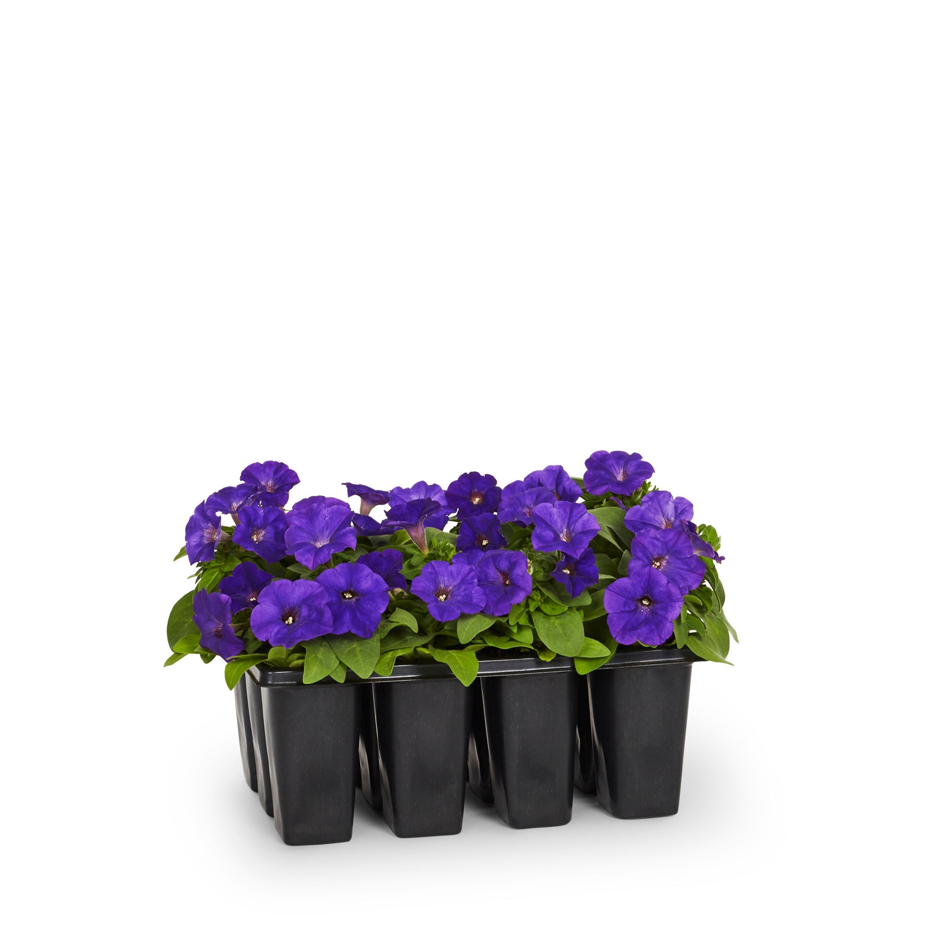 slide 5 of 6, Lowe's Multicolor Petunia in 12-Pack Tray, 1 ct