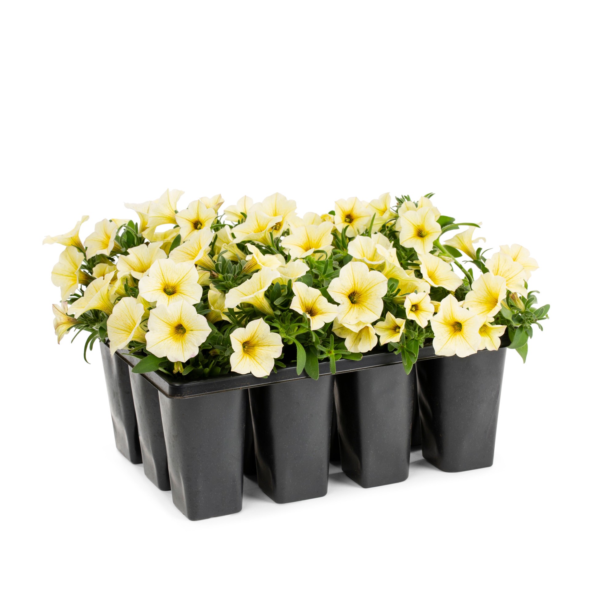 slide 6 of 6, Lowe's Multicolor Petunia in 12-Pack Tray, 1 ct