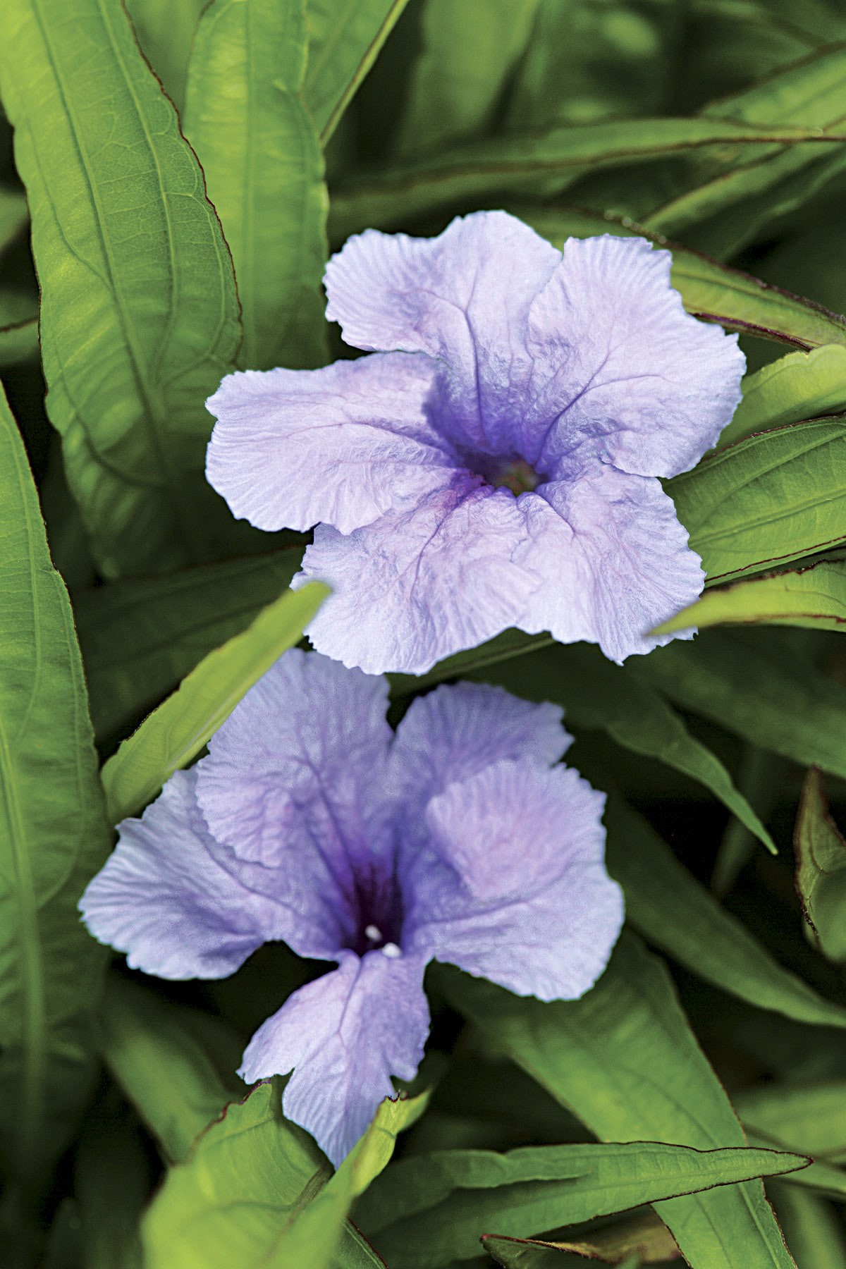slide 2 of 2, Lowe's Purple Ruellia Flowering Shrub, 1 ct