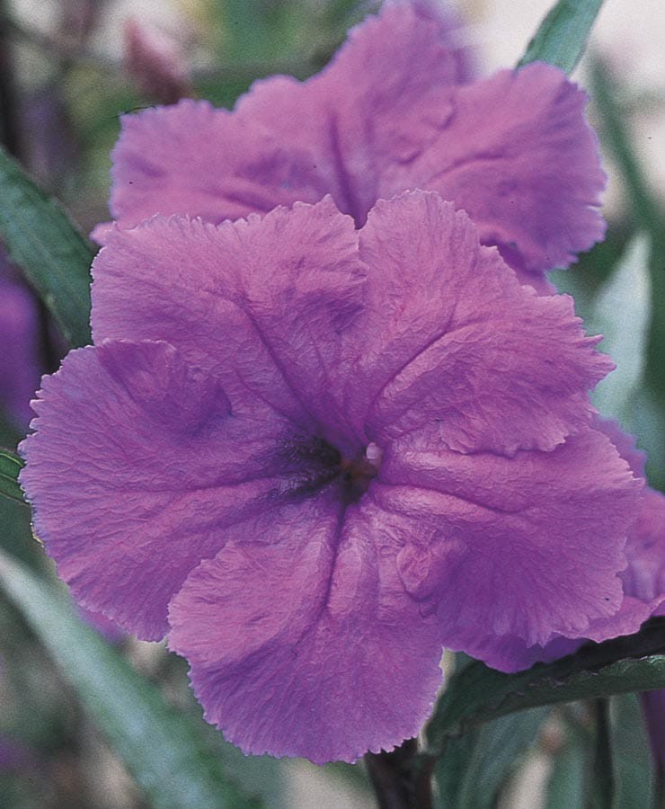 slide 1 of 2, Lowe's Purple Ruellia Flowering Shrub, 1 ct