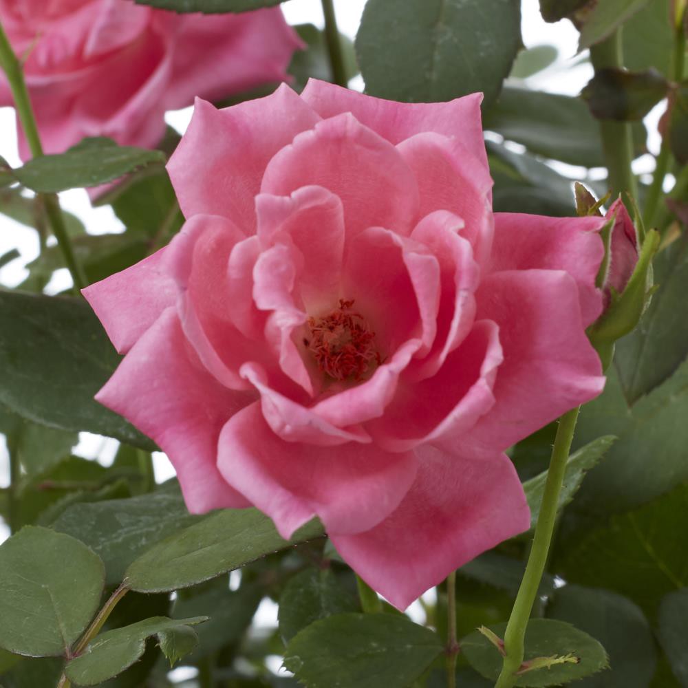 slide 2 of 2, Lowe's 1-Gallon in Pot Pink Double Knock Out Rose (Lw02389), 1 ct