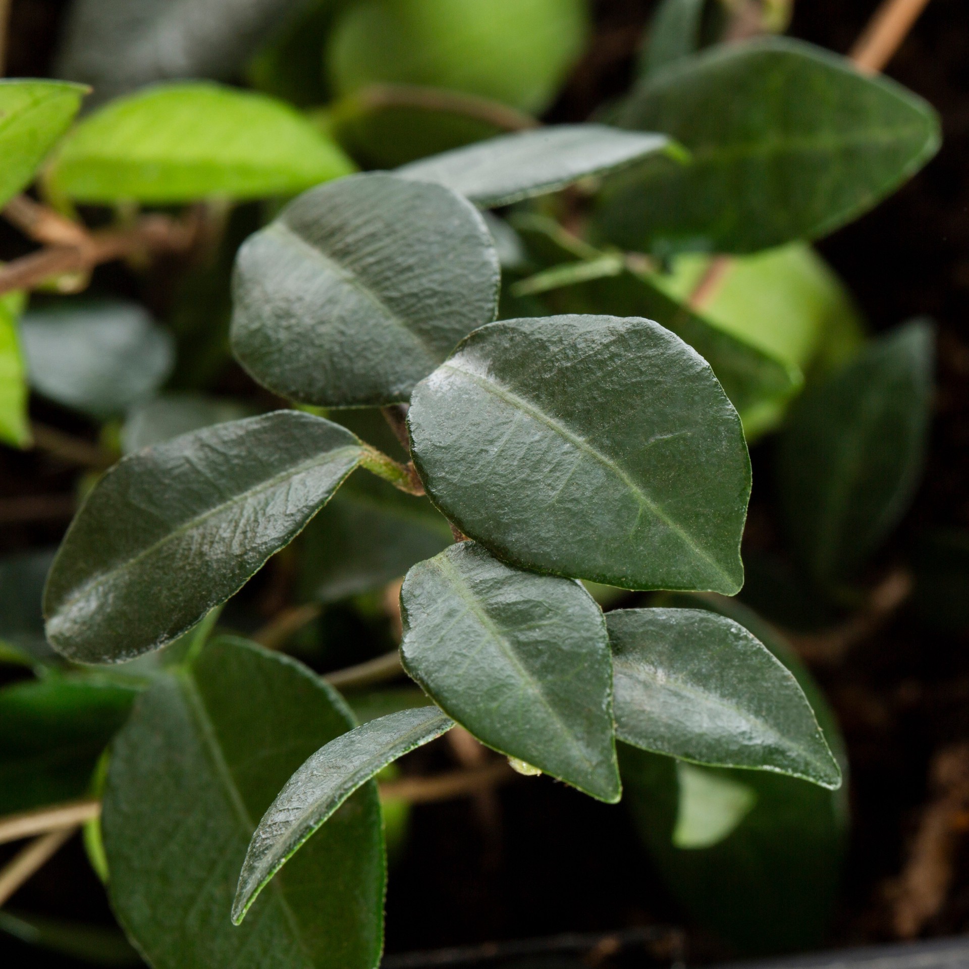 slide 2 of 4, Lowe's Asian Jasmine Flowering Shrub in 2.5 -Quart Pot 1 -Pack with Yellow Blooms, 1 ct