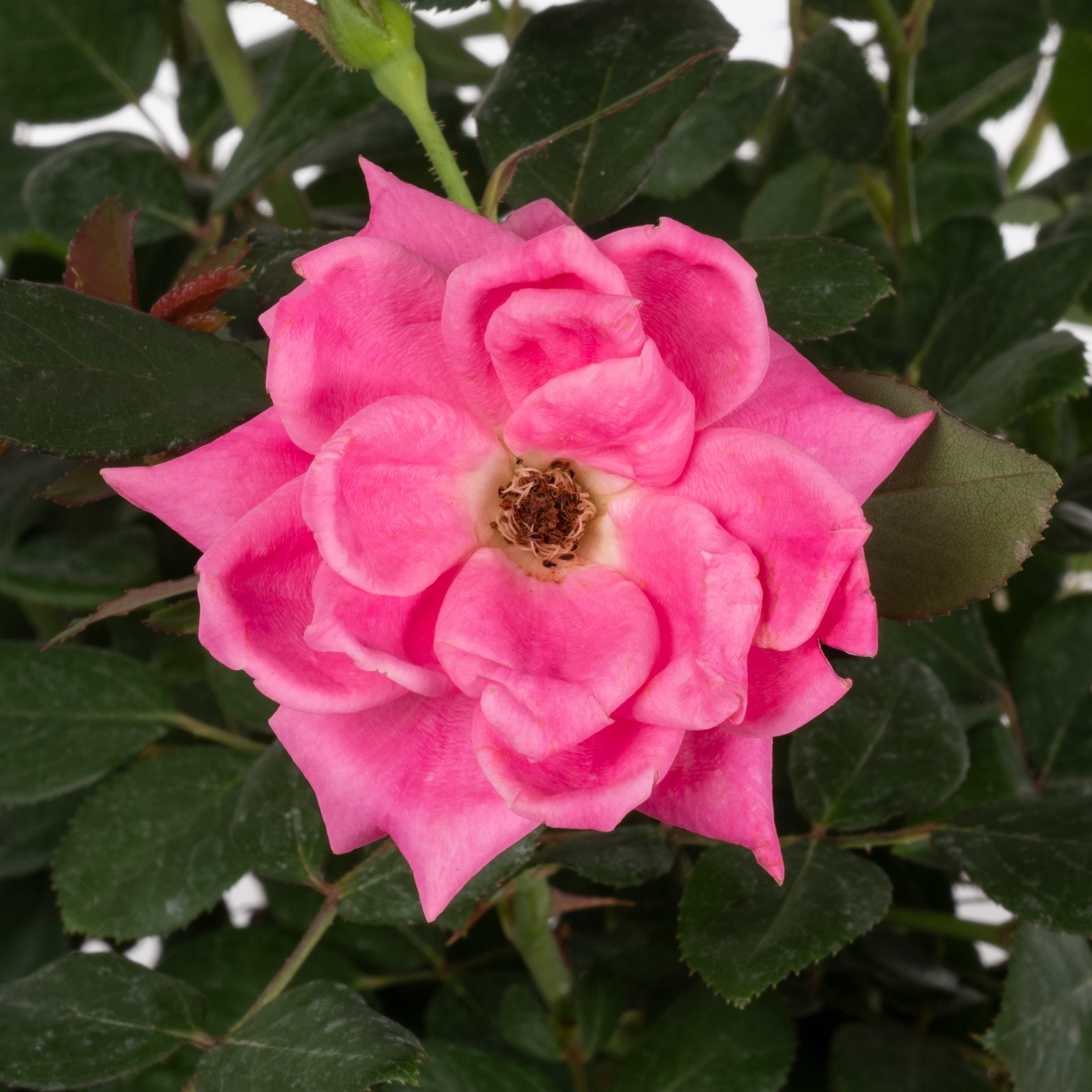 slide 4 of 4, Lowe's Pink Double Knock Out Rose Landscape Rose Shrub in 2-Gallon (s) Pot, 1 ct