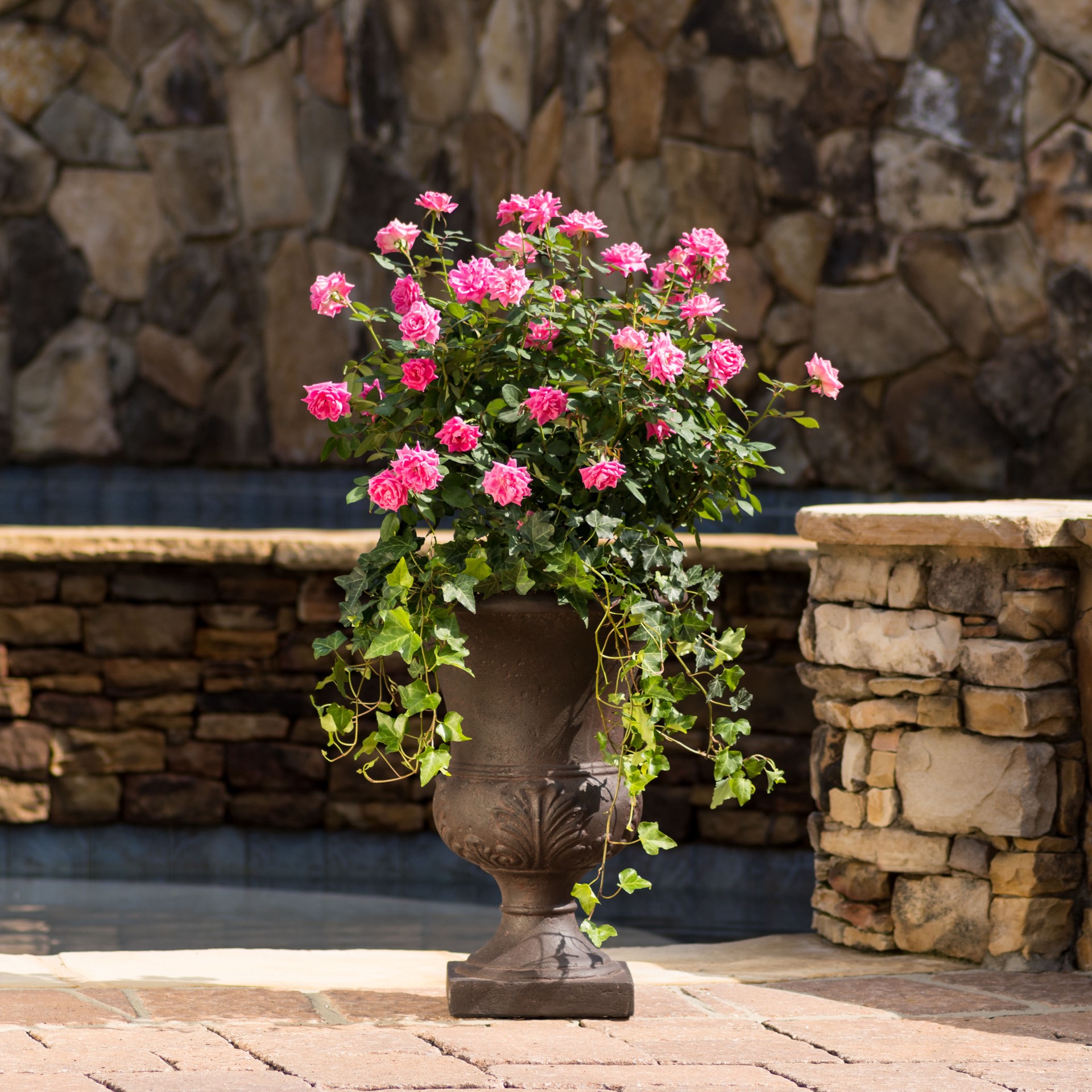 slide 3 of 4, Lowe's Pink Double Knock Out Rose Landscape Rose Shrub in 2-Gallon (s) Pot, 1 ct