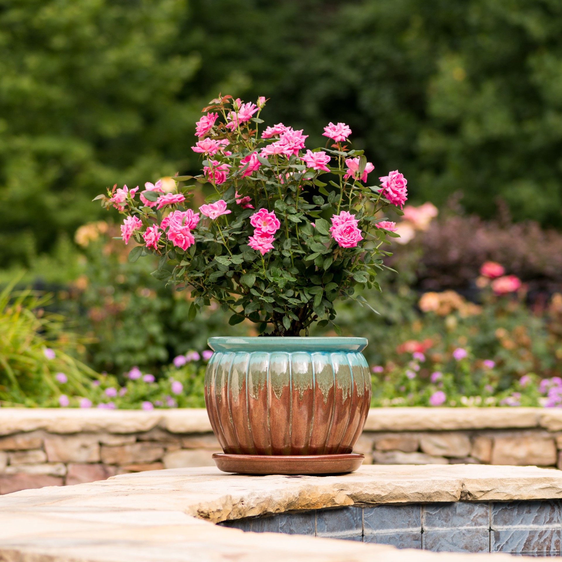 slide 2 of 4, Lowe's Pink Double Knock Out Rose Landscape Rose Shrub in 2-Gallon (s) Pot, 1 ct