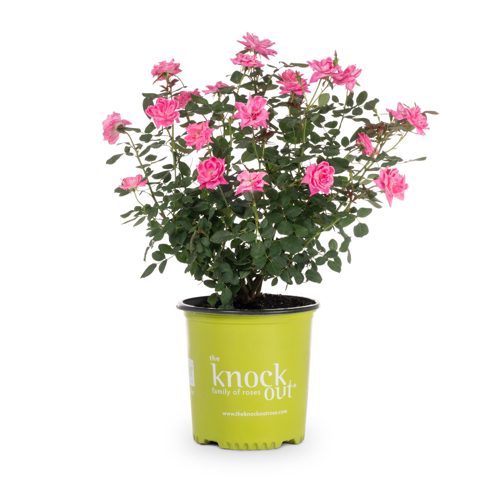 slide 1 of 4, Lowe's Pink Double Knock Out Rose Landscape Rose Shrub in 2-Gallon (s) Pot, 1 ct