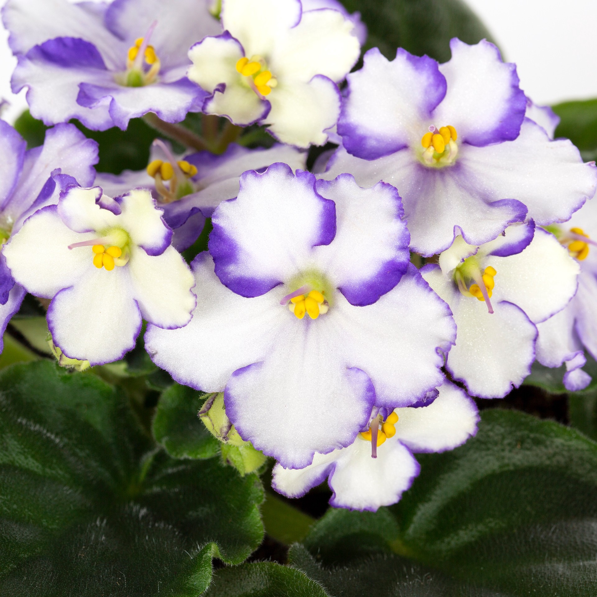 slide 2 of 2, Lowe's Multicolor African Violet House plant in 13 Ounce(s) Pot 1 -Pack, 1 ct