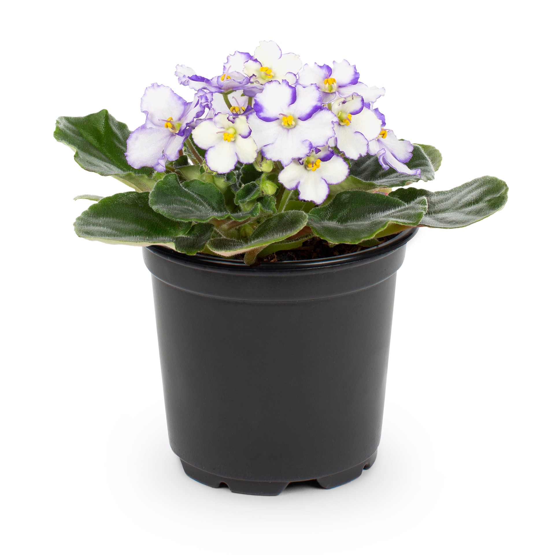slide 1 of 2, Lowe's Multicolor African Violet House plant in 13 Ounce(s) Pot 1 -Pack, 1 ct
