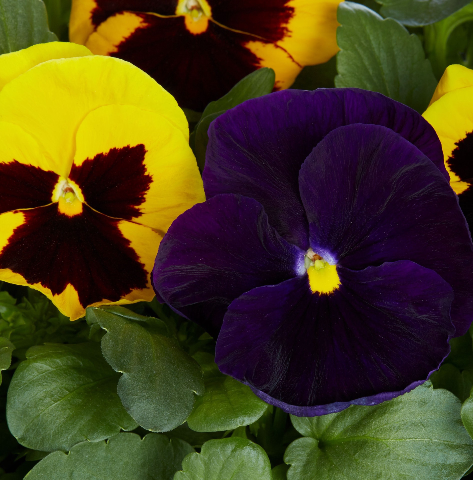 slide 3 of 4, Lowe's Multicolor Pansy in 2-Gallon (s) Planter, 1 ct