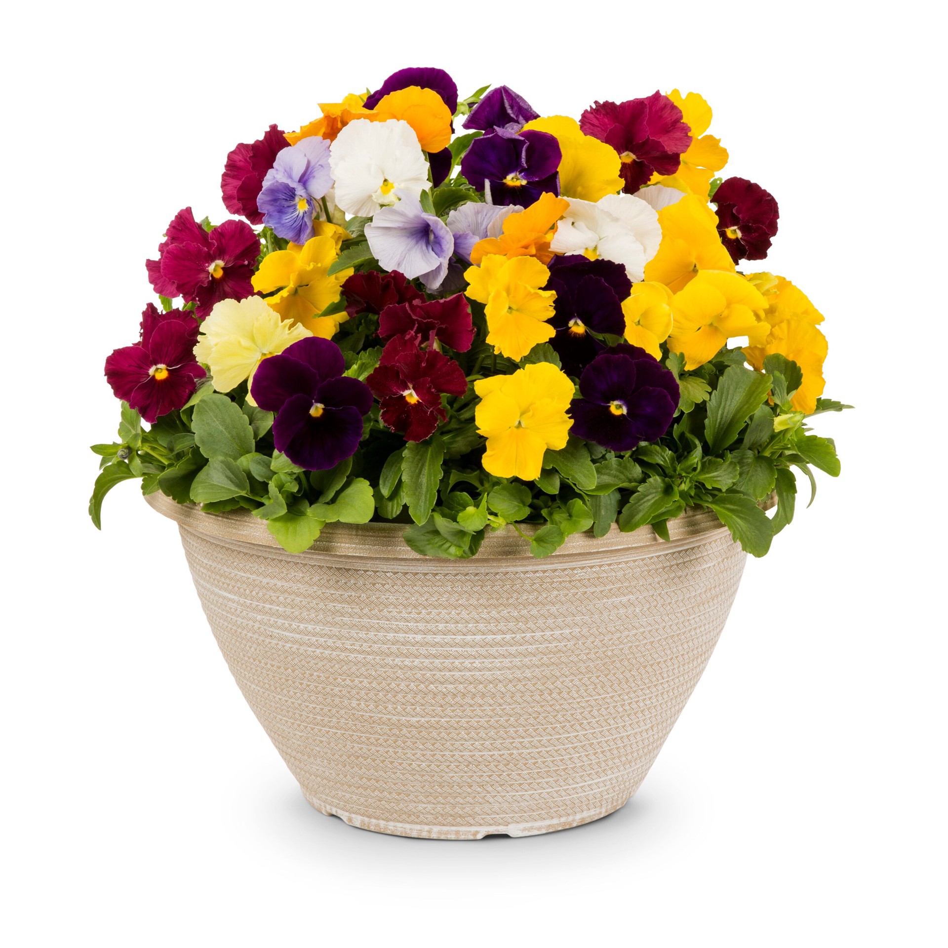 slide 2 of 4, Lowe's Multicolor Pansy in 2-Gallon (s) Planter, 1 ct