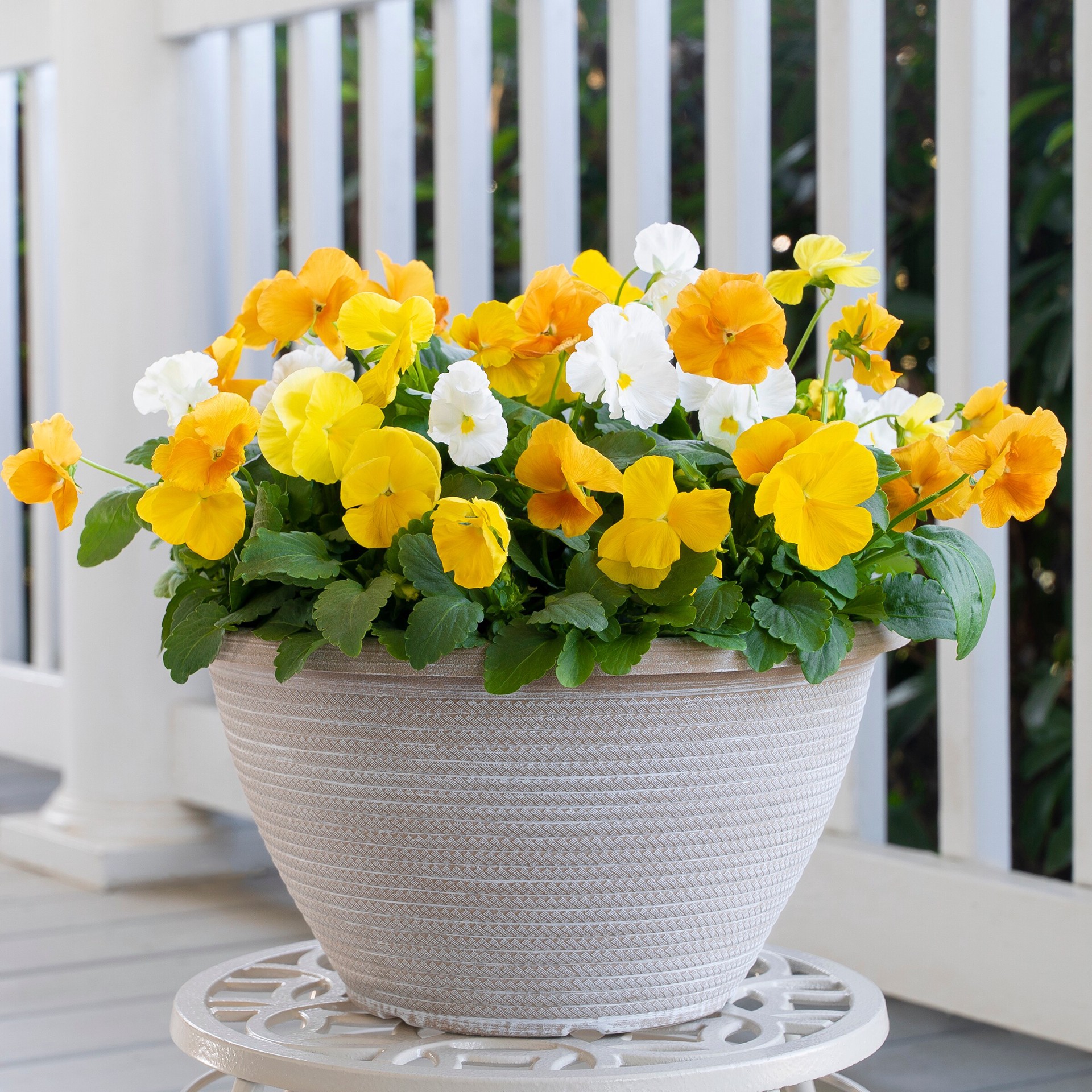 slide 4 of 4, Lowe's Multicolor Pansy in 2-Gallon (s) Planter, 1 ct