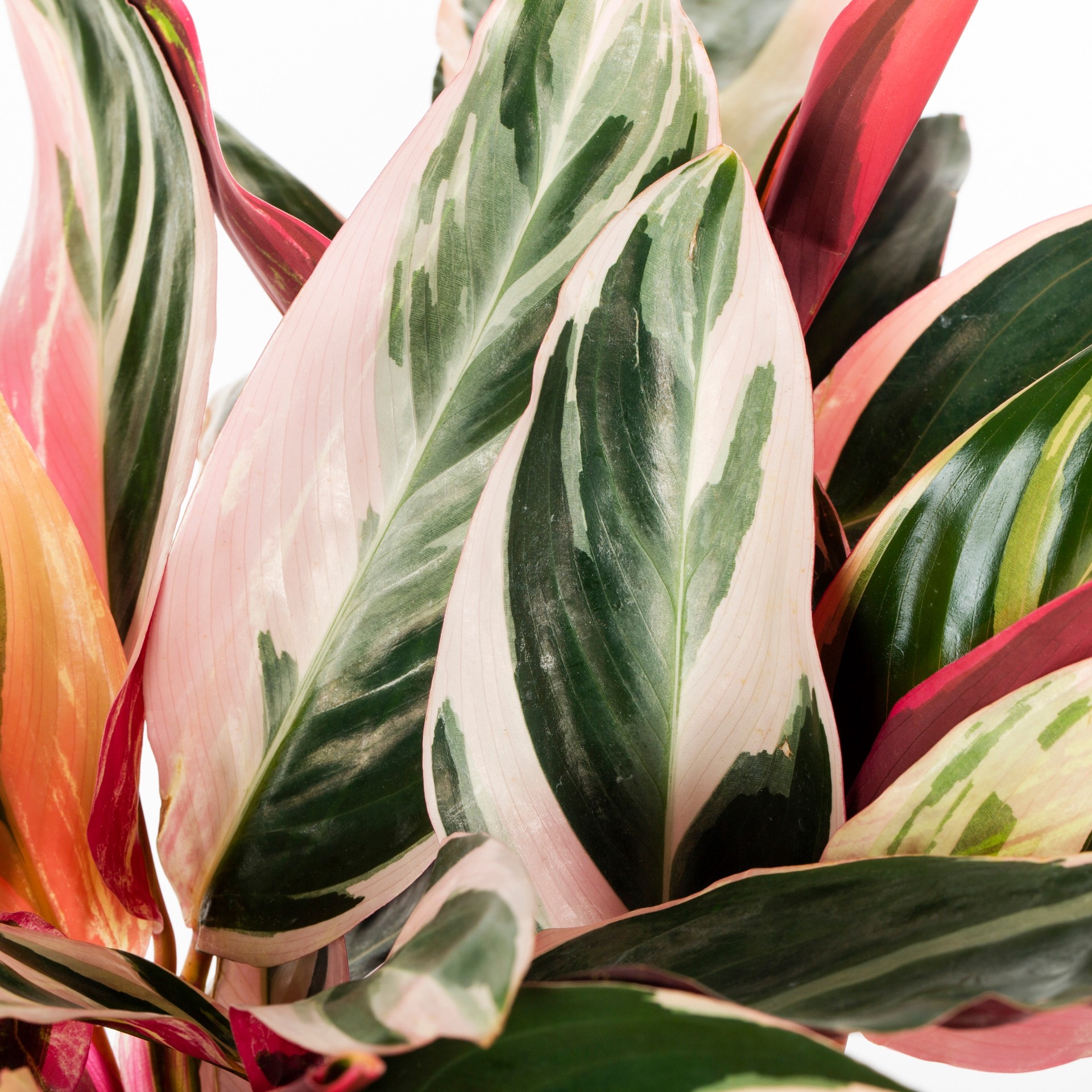 slide 2 of 2, Lowe's Tricolor Ginger Shrub in 2.50 -Quart Pot 1.0 -Pack with Pink Blooms, 1 ct