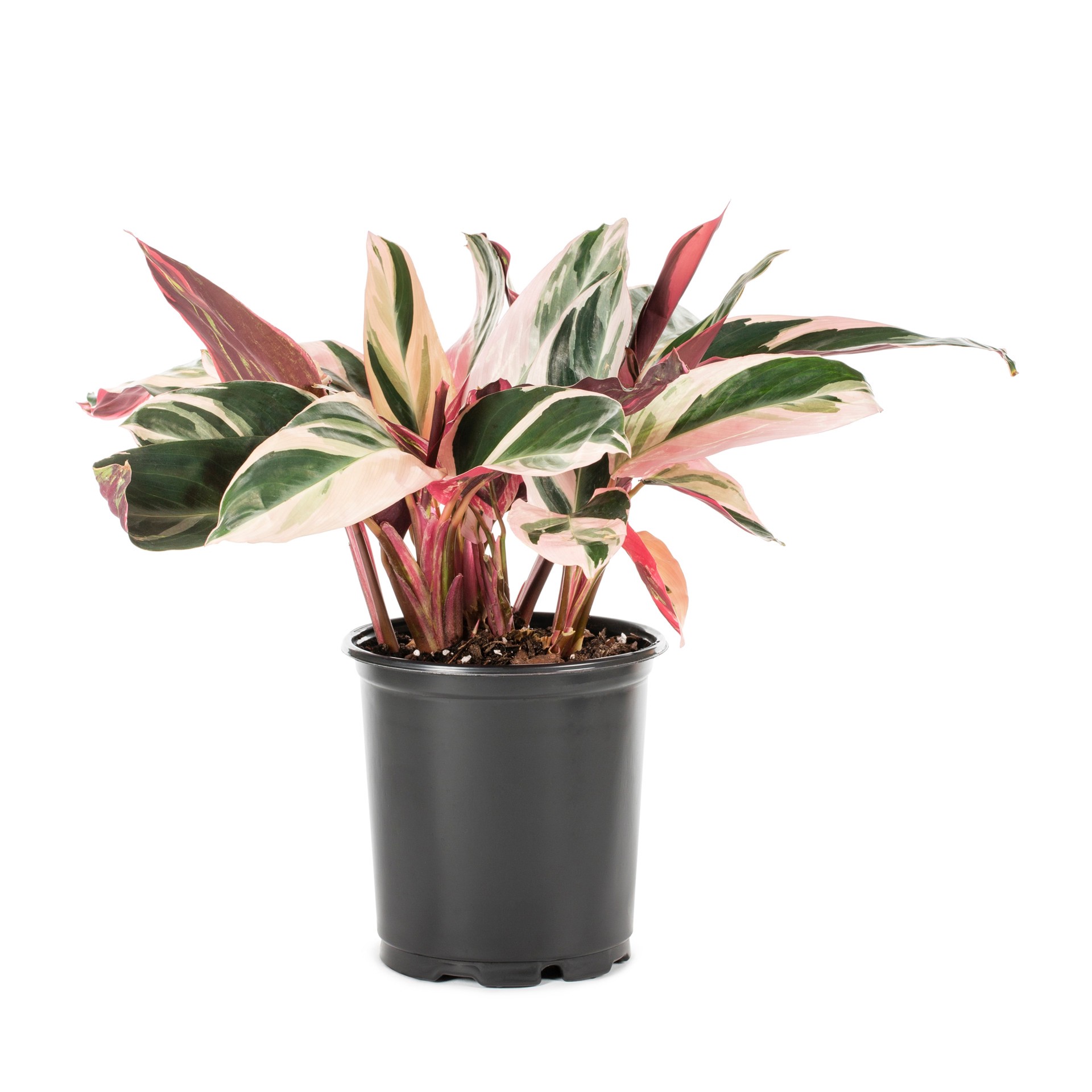 slide 1 of 2, Lowe's Tricolor Ginger Shrub in 2.50 -Quart Pot 1.0 -Pack with Pink Blooms, 1 ct