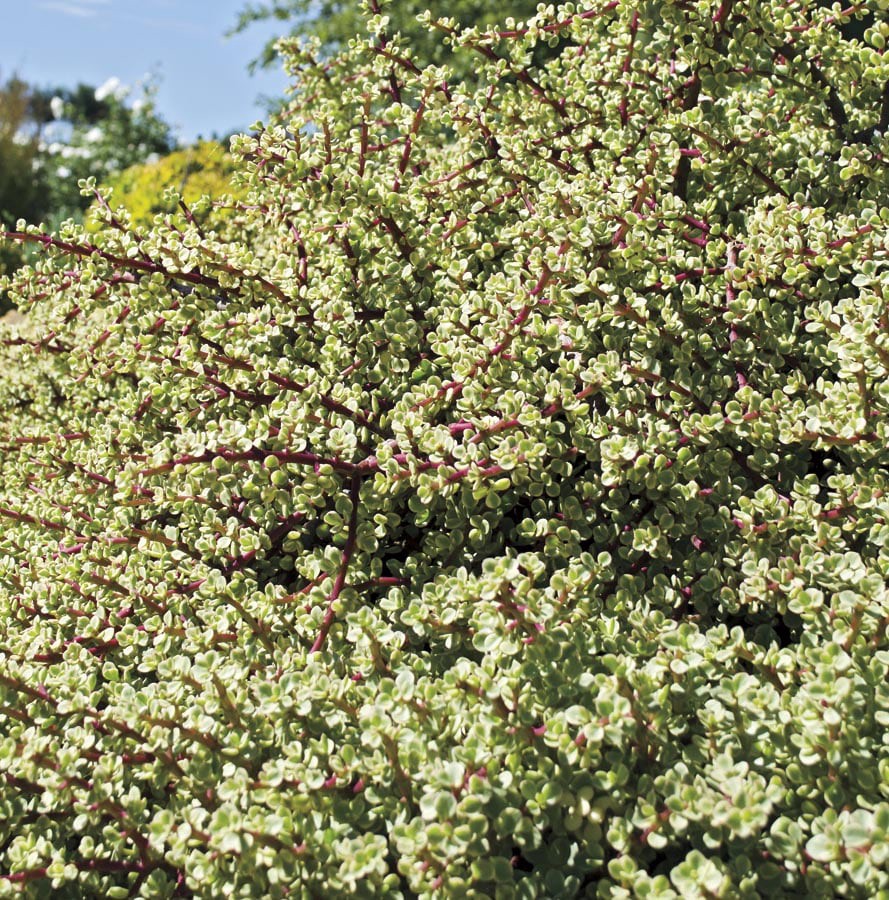 slide 1 of 1, Lowe's Variegated Elephant Bush, 1 ct