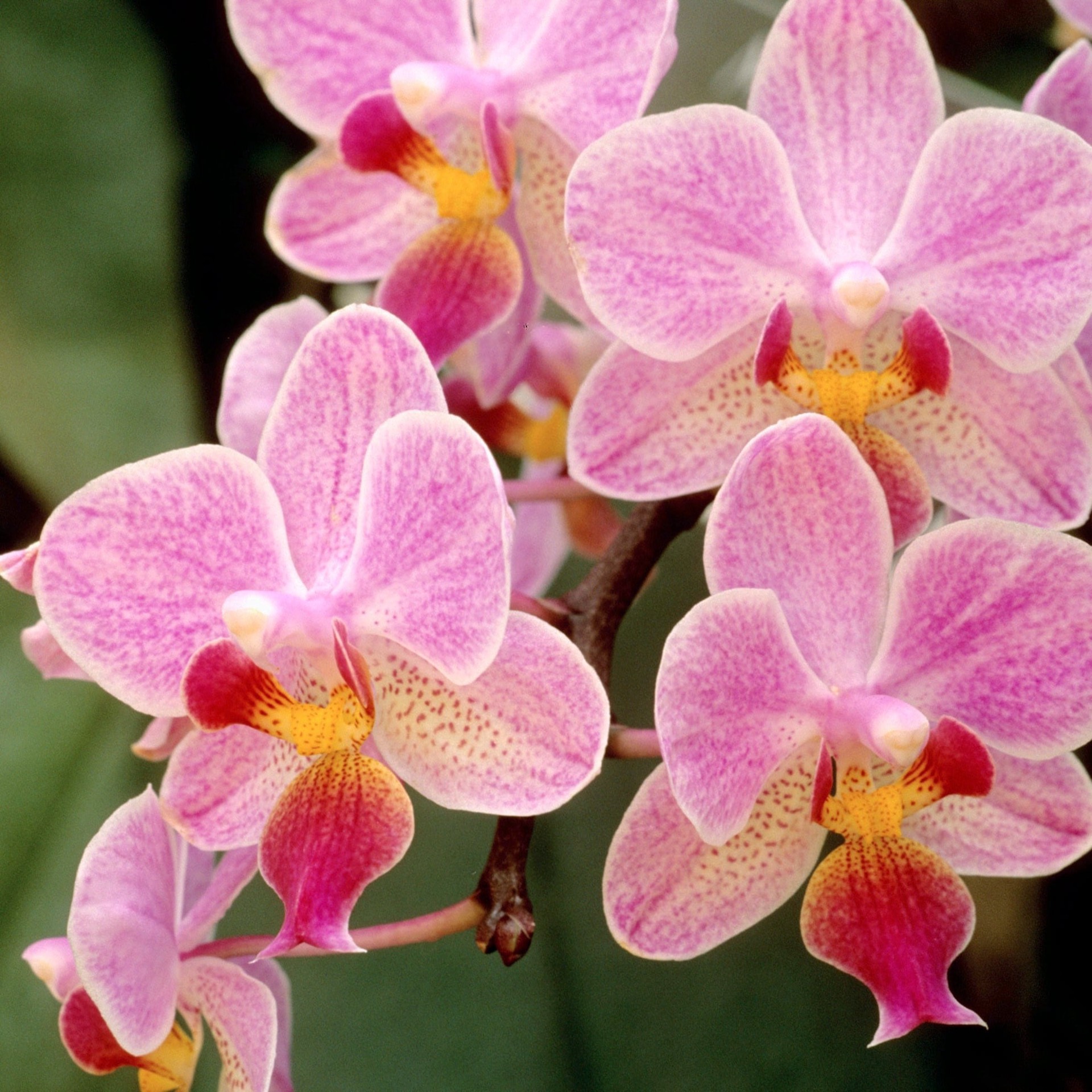 slide 3 of 4, Lowe's Multicolor Phalaenopsis Moth Orchid House plant in 1.68 Pint(s) Pot 1 -Pack, 1 ct