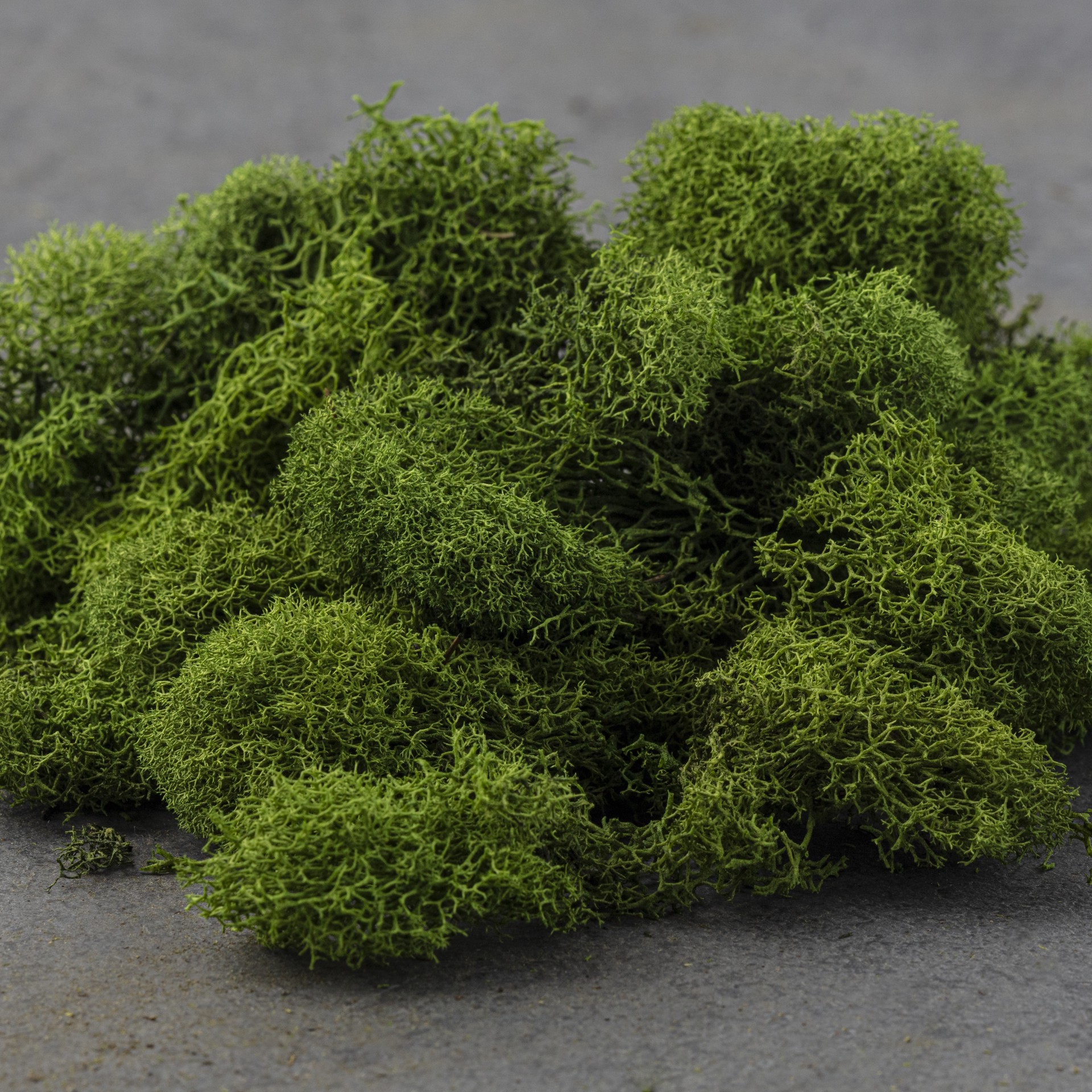 slide 2 of 5, Supermoss 8oz. Basil Preserved Reindeer Moss, 8 oz