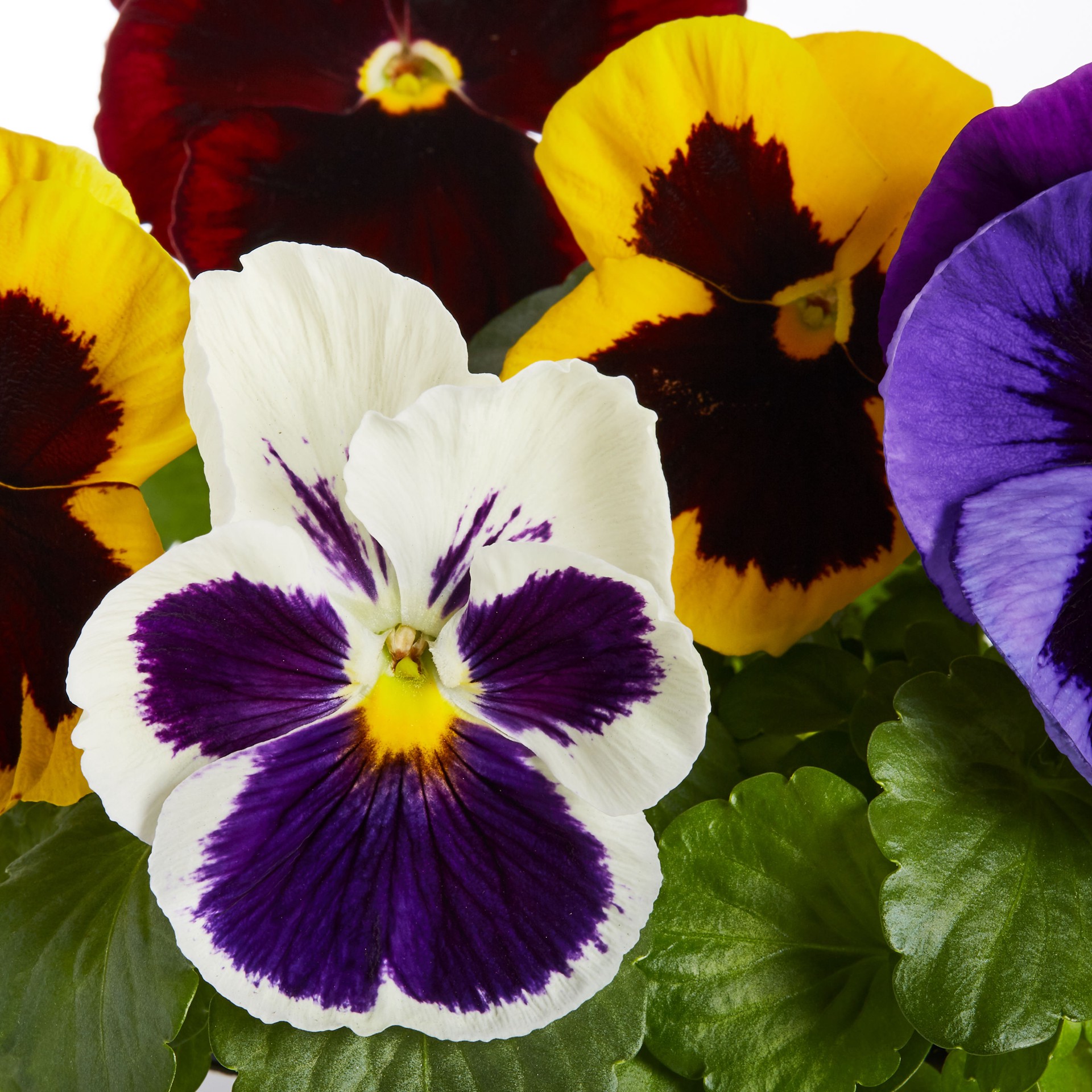 slide 2 of 4, Lowe's Multicolor Majestic Giant Pansy Mix in 1.5 Pint Pot 1 -Pack, 1 ct