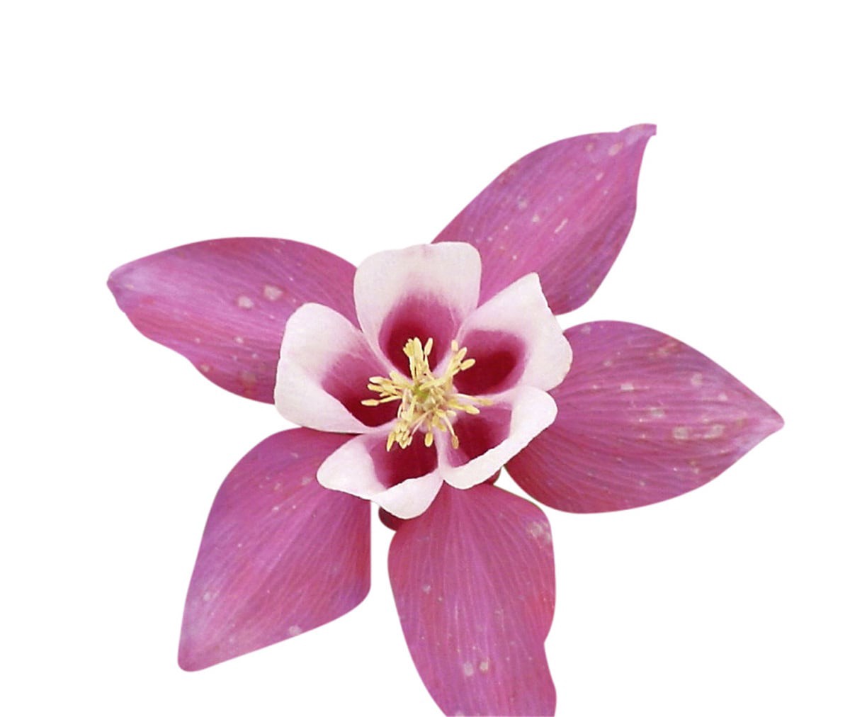 slide 2 of 5, Lowe's Multicolor Columbine in 2.5-Quart Pot, 1 ct