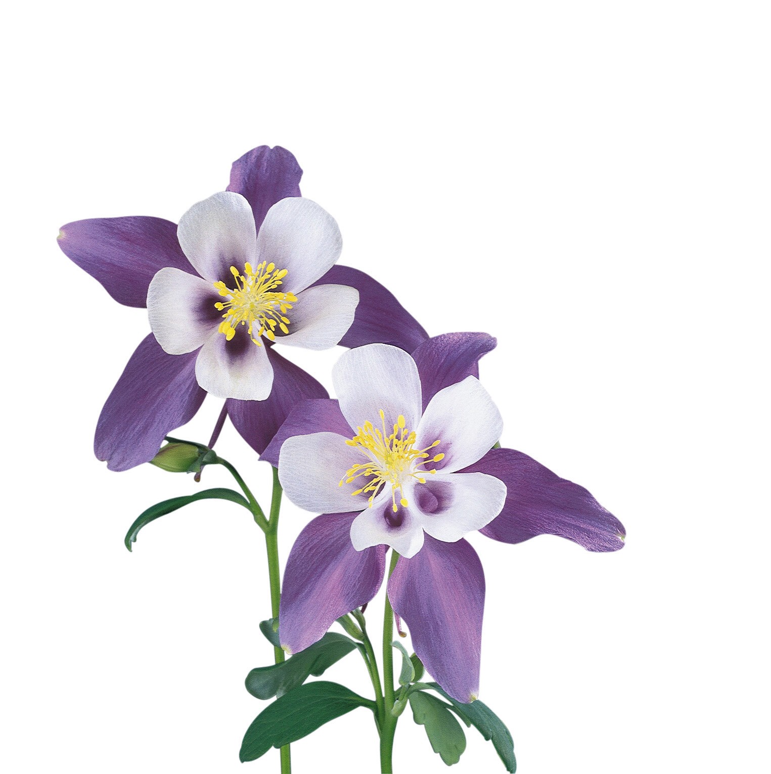 slide 3 of 5, Lowe's Multicolor Columbine in 2.5-Quart Pot, 1 ct