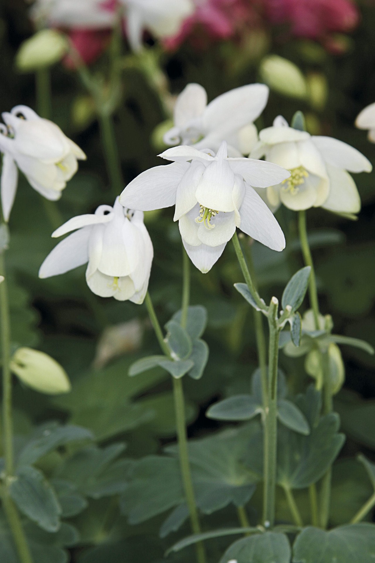 slide 4 of 5, Lowe's Multicolor Columbine in 2.5-Quart Pot, 1 ct