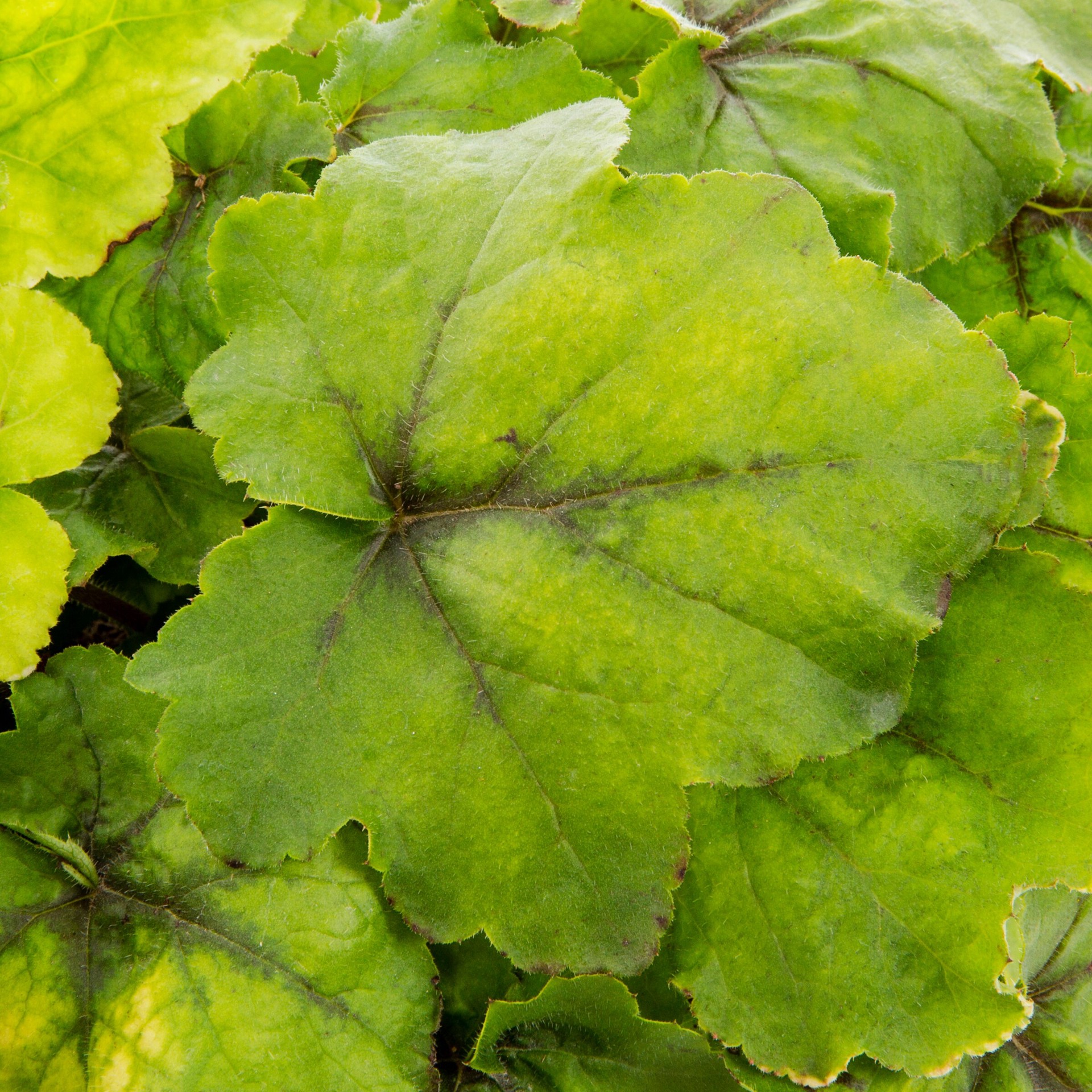 slide 2 of 4, Lowe's Multicolor Foamy Bells Heucherella Plant in 2 -Quart Pot 1.0 -Pack, 1 ct