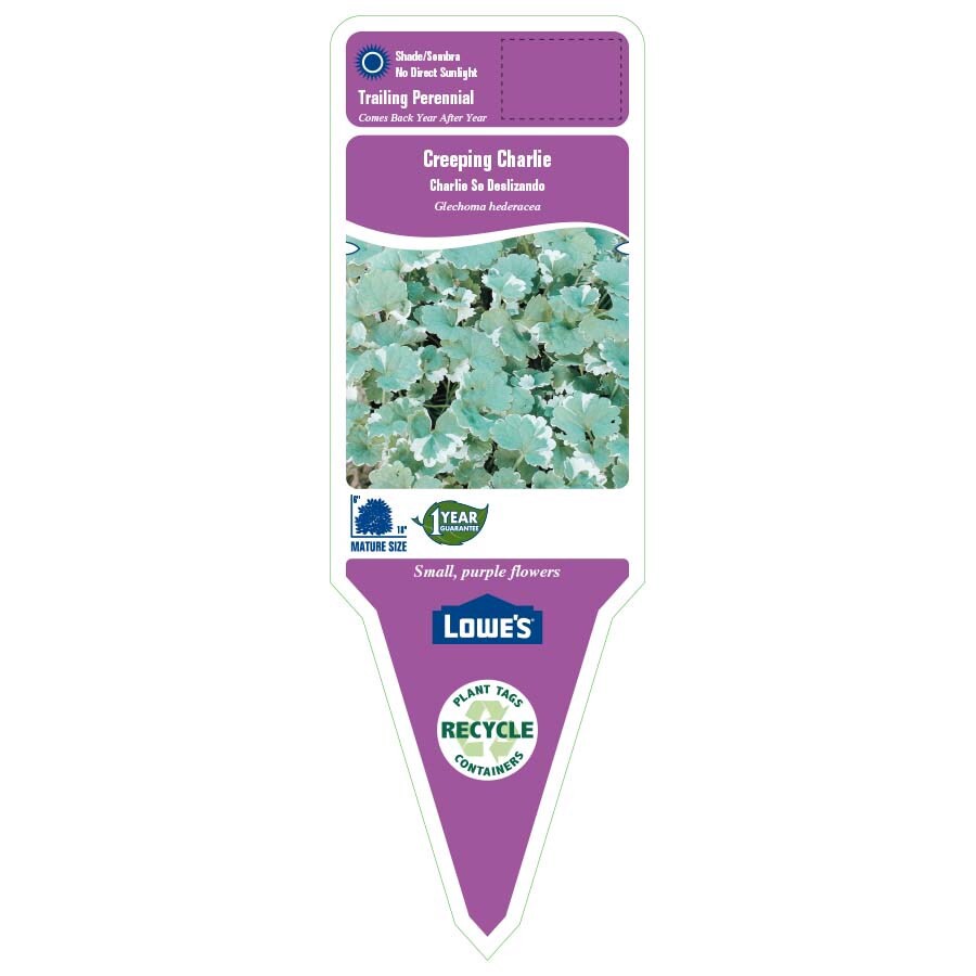 slide 2 of 3, Lowe's Purple Creeping Charlie Plant in 1 -Pint Planter, 1 ct