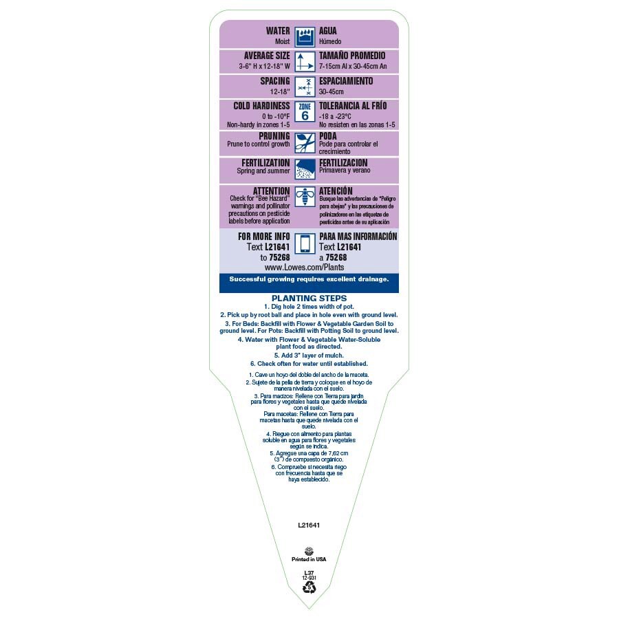 slide 3 of 3, Lowe's Purple Creeping Charlie Plant in 1 -Pint Planter, 1 ct
