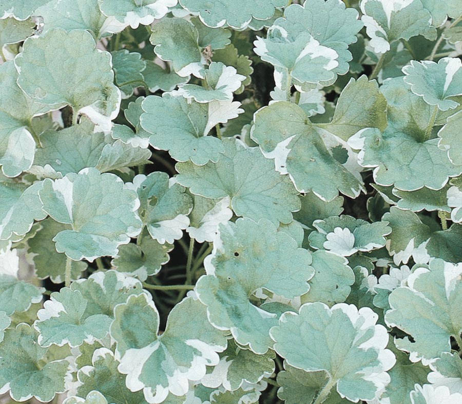 slide 1 of 3, Lowe's Purple Creeping Charlie Plant in 1 -Pint Planter, 1 ct