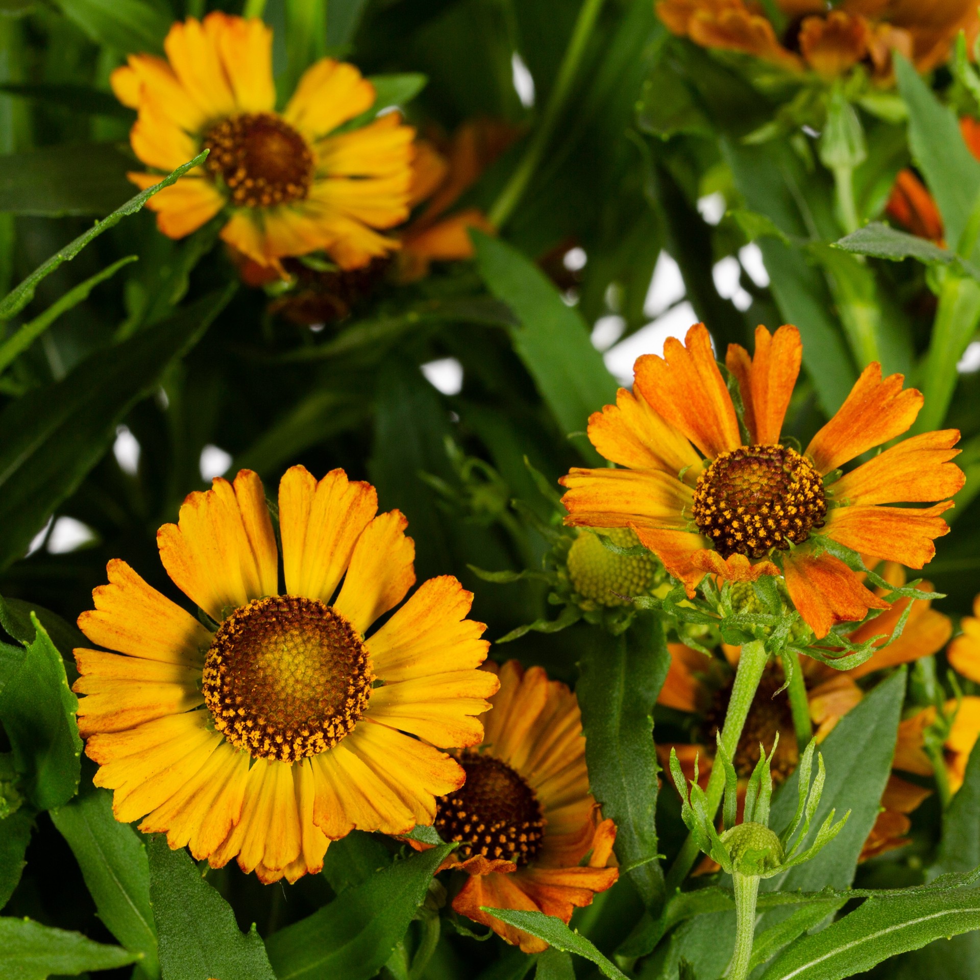slide 2 of 4, Lowe's Multicolor Helenium Plant in 1.5 -Gallon Pot, 1 ct