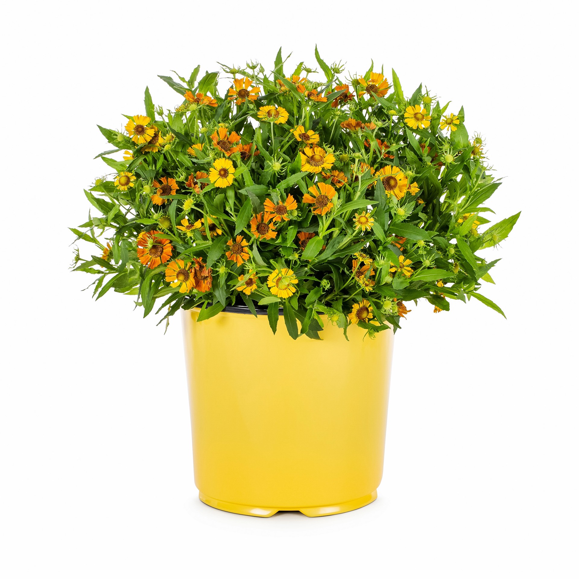 slide 1 of 4, Lowe's Multicolor Helenium Plant in 1.5 -Gallon Pot, 1 ct
