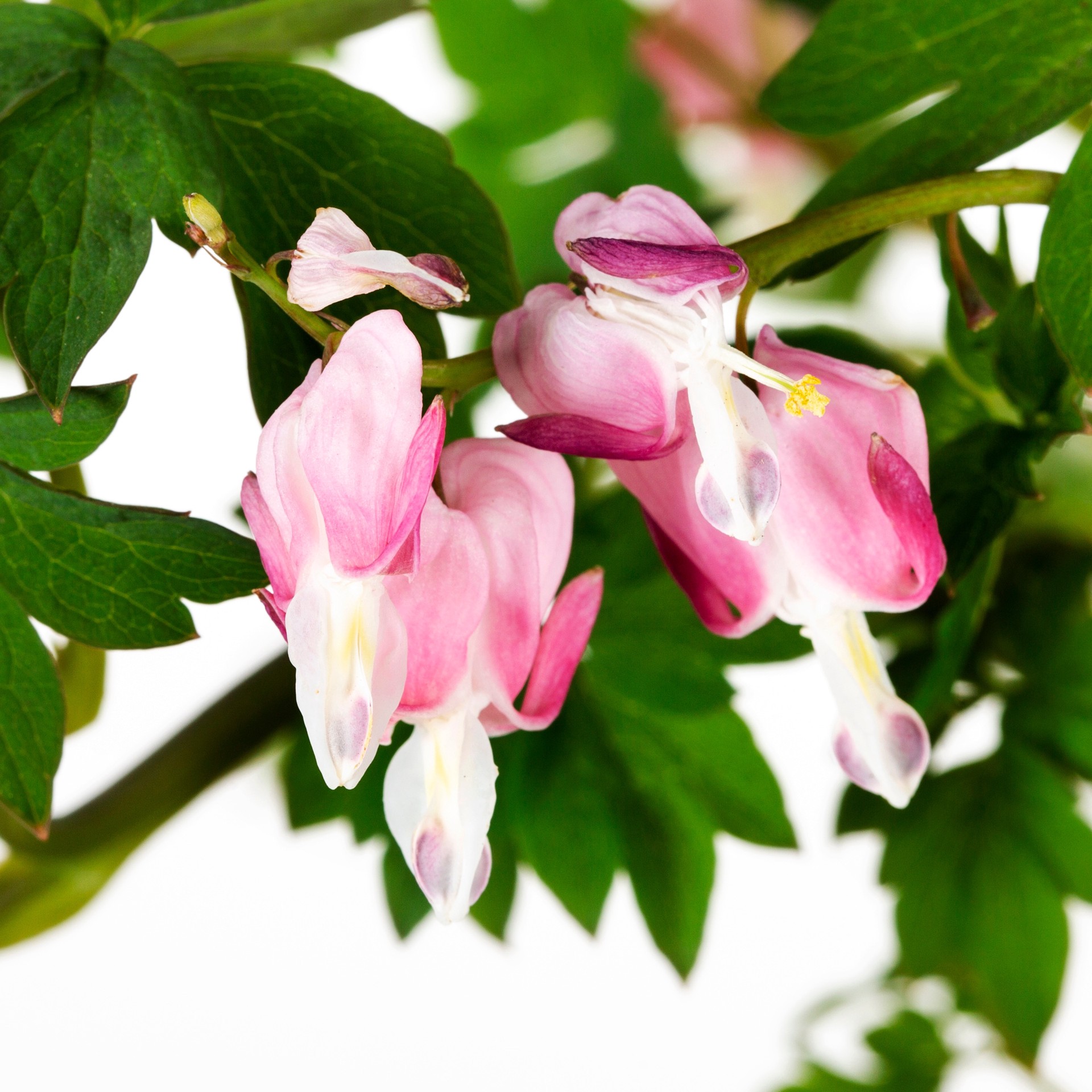 slide 2 of 4, Lowe's Multicolor Bleeding Heart Plant in 1.5 -Gallon, 1 ct