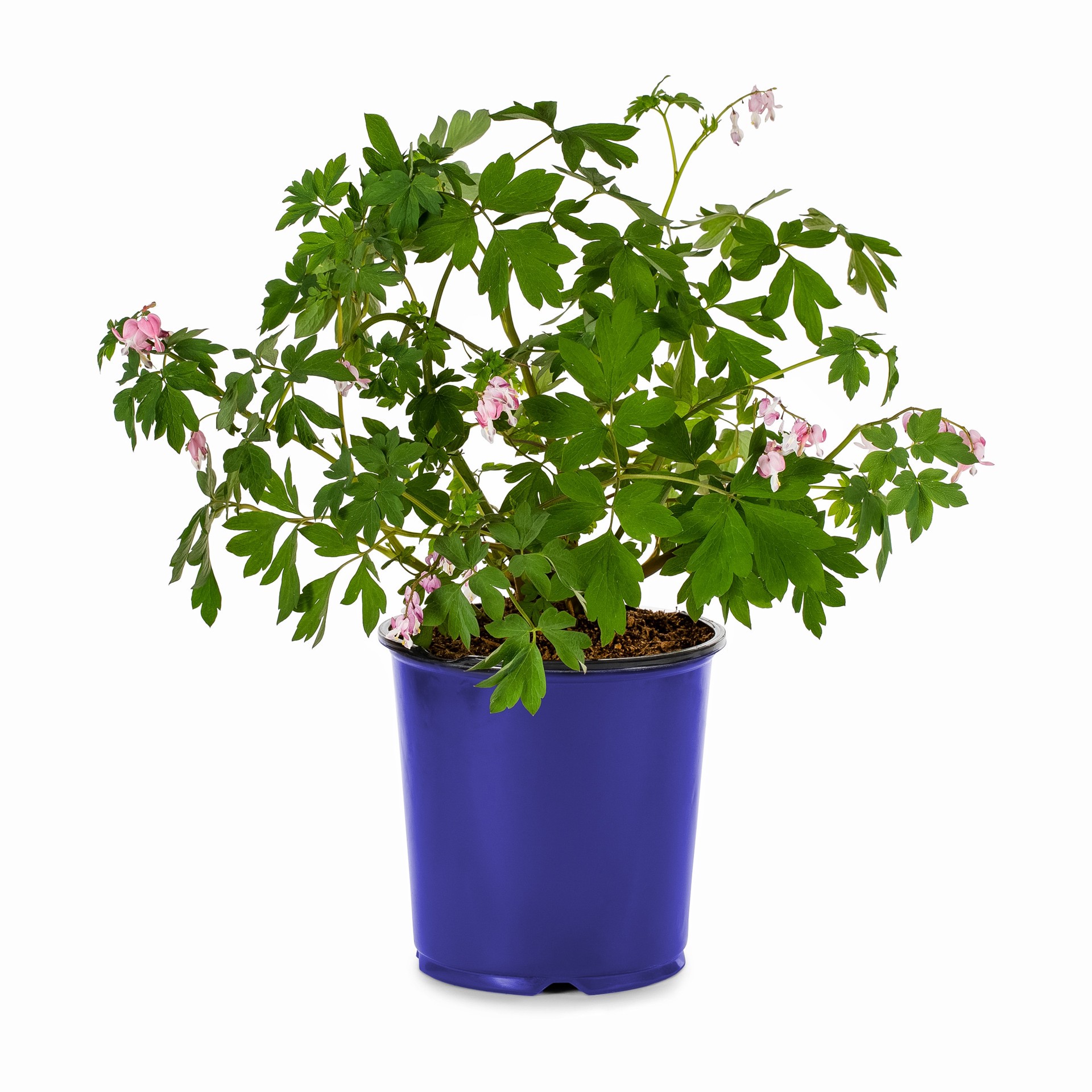 slide 1 of 4, Lowe's Multicolor Bleeding Heart Plant in 1.5 -Gallon, 1 ct