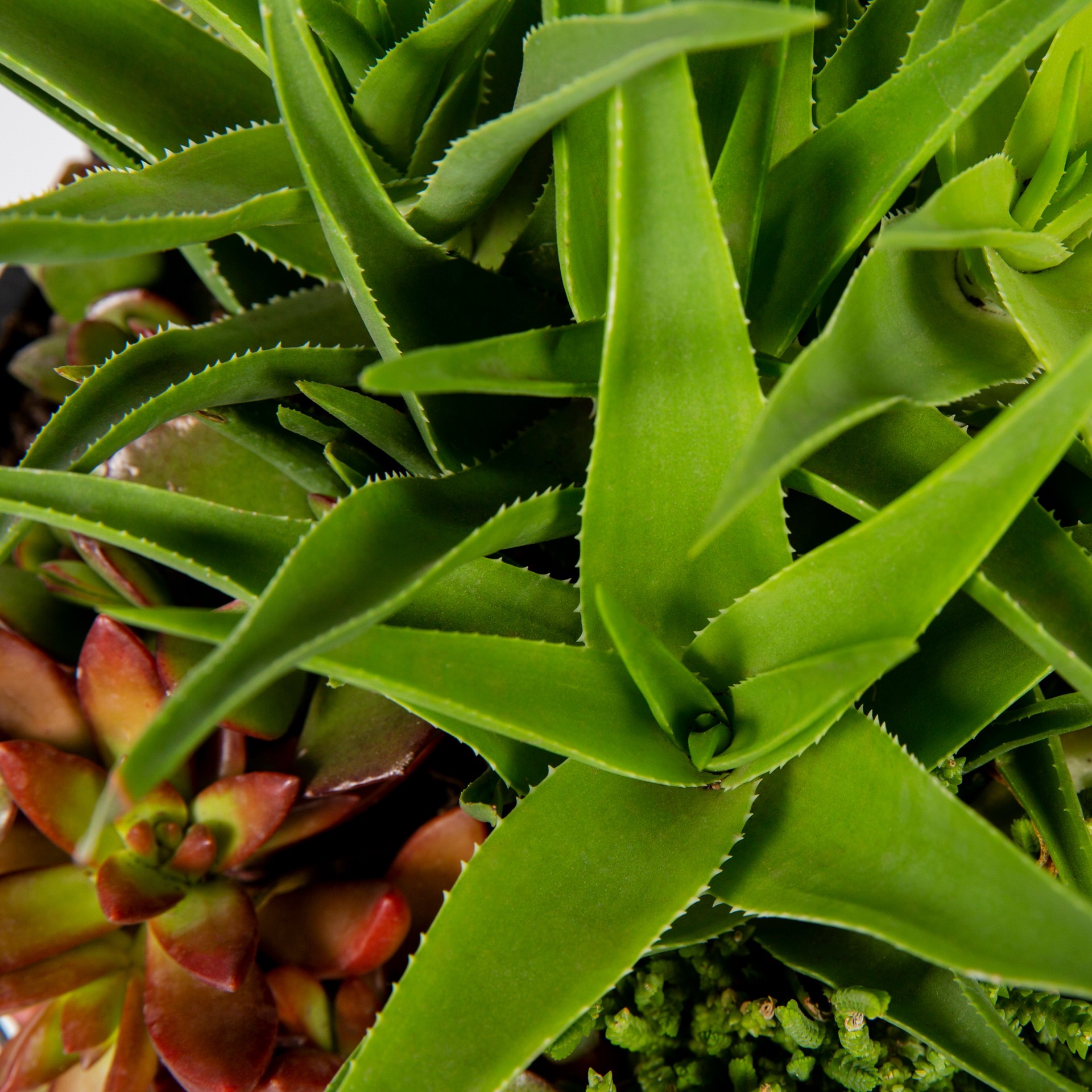 slide 2 of 2, Lowe's Cacti and Succulents (Mixed) in 1.2-Gallon (s) Hanging Basket, 1 ct
