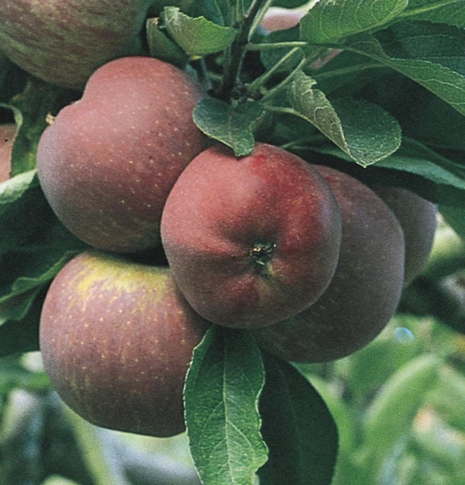 slide 2 of 4, Lowe's 3.84 -Gallon Fruit Red Delicious Apple Pot, 1 ct