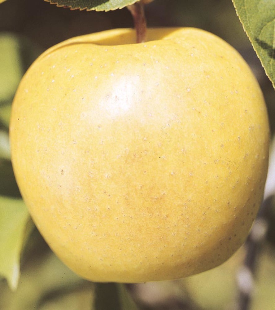 slide 2 of 4, Lowe's 3.84 -Gallon Fruit Yellow Delicious Apple Pot, 1 ct