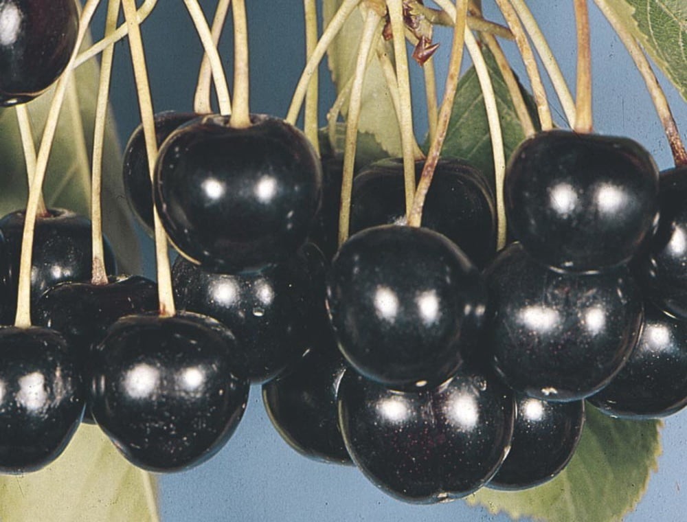 slide 2 of 4, Lowe's 3.84 -Gallon Fruit Black Cherry Pot, 1 ct