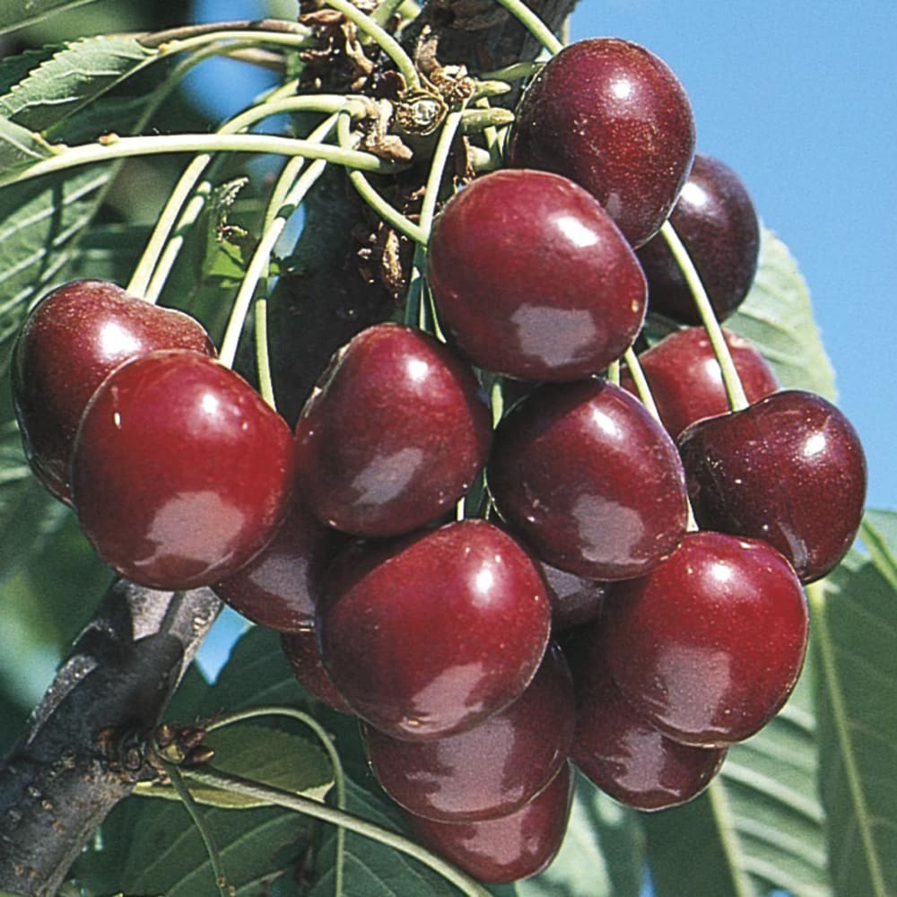 slide 2 of 4, Lowe's 3.84 -Gallon Fruit Stella Pear Pot, 1 ct