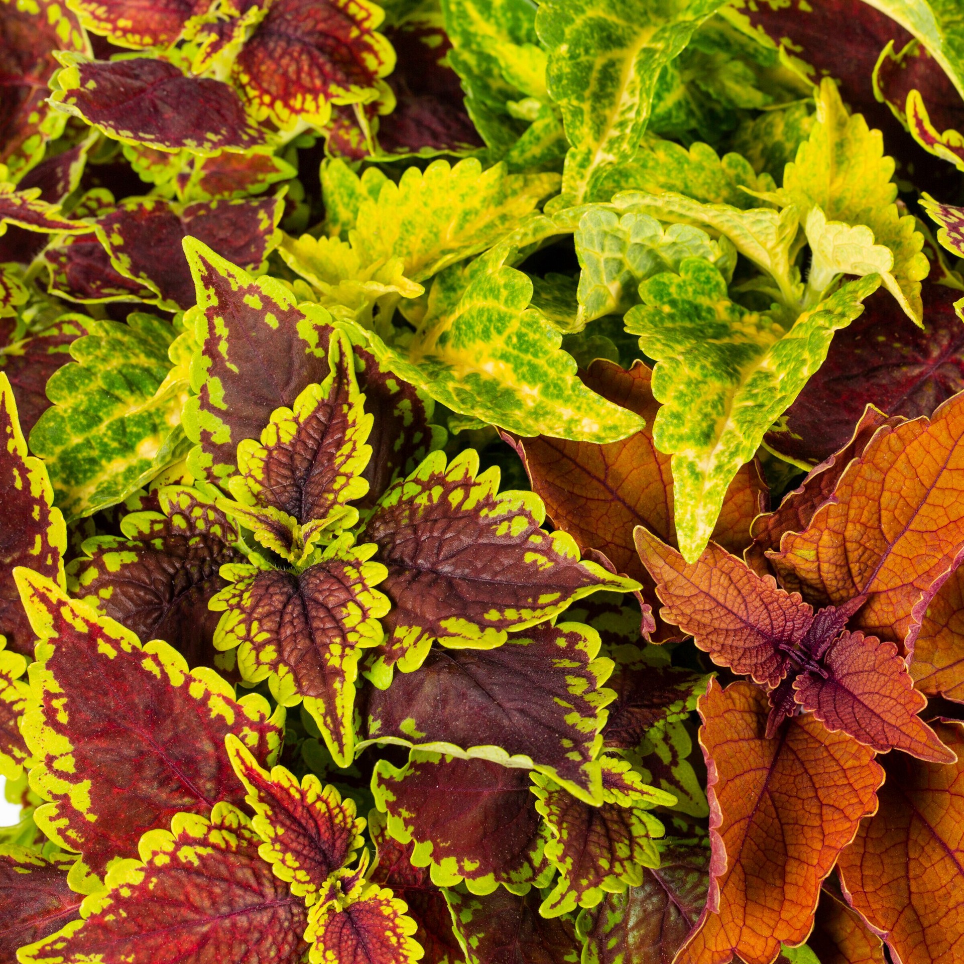 slide 2 of 2, Lowe's Lavender Coleus in 2.5 Gallon(s) Planter 1 -Pack, 1 ct