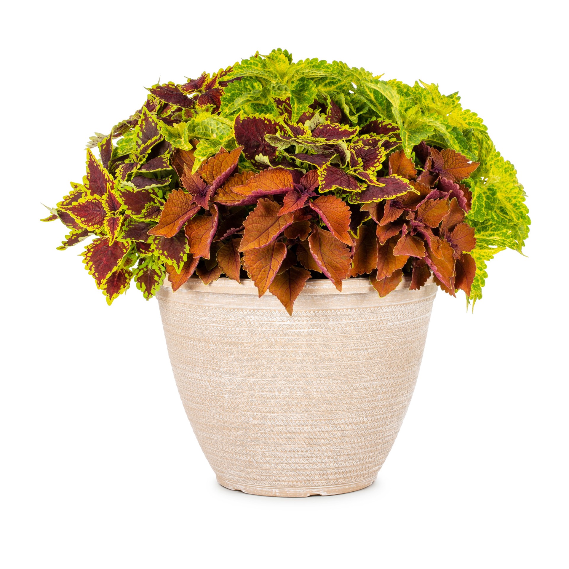 slide 1 of 2, Lowe's Lavender Coleus in 2.5 Gallon(s) Planter 1 -Pack, 1 ct