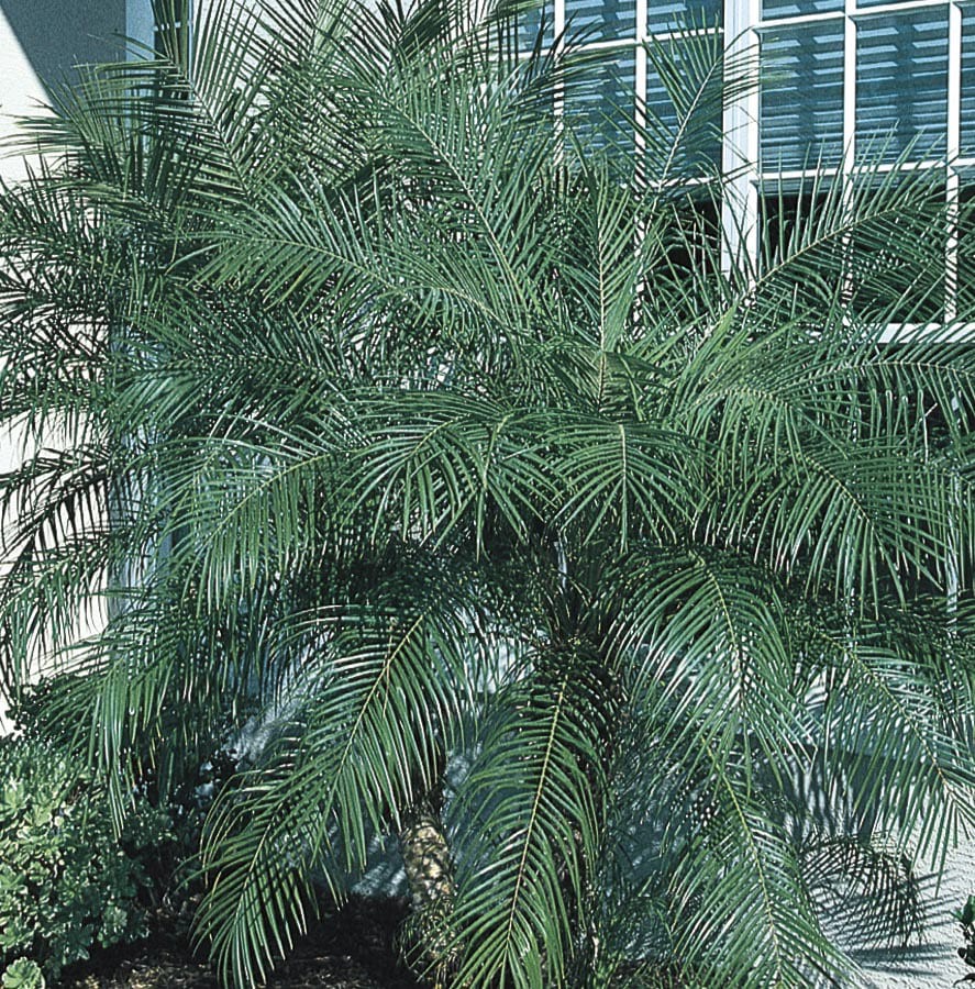 slide 1 of 1, Lowe's -Gallon No flowers Pygmy Date Palm Pot, 1 ct