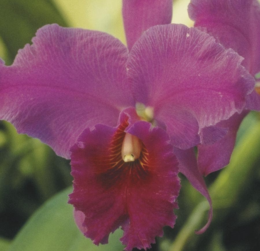 slide 1 of 1, Better-Gro Mixed Cattleya Orchid House plant in, 1 ct